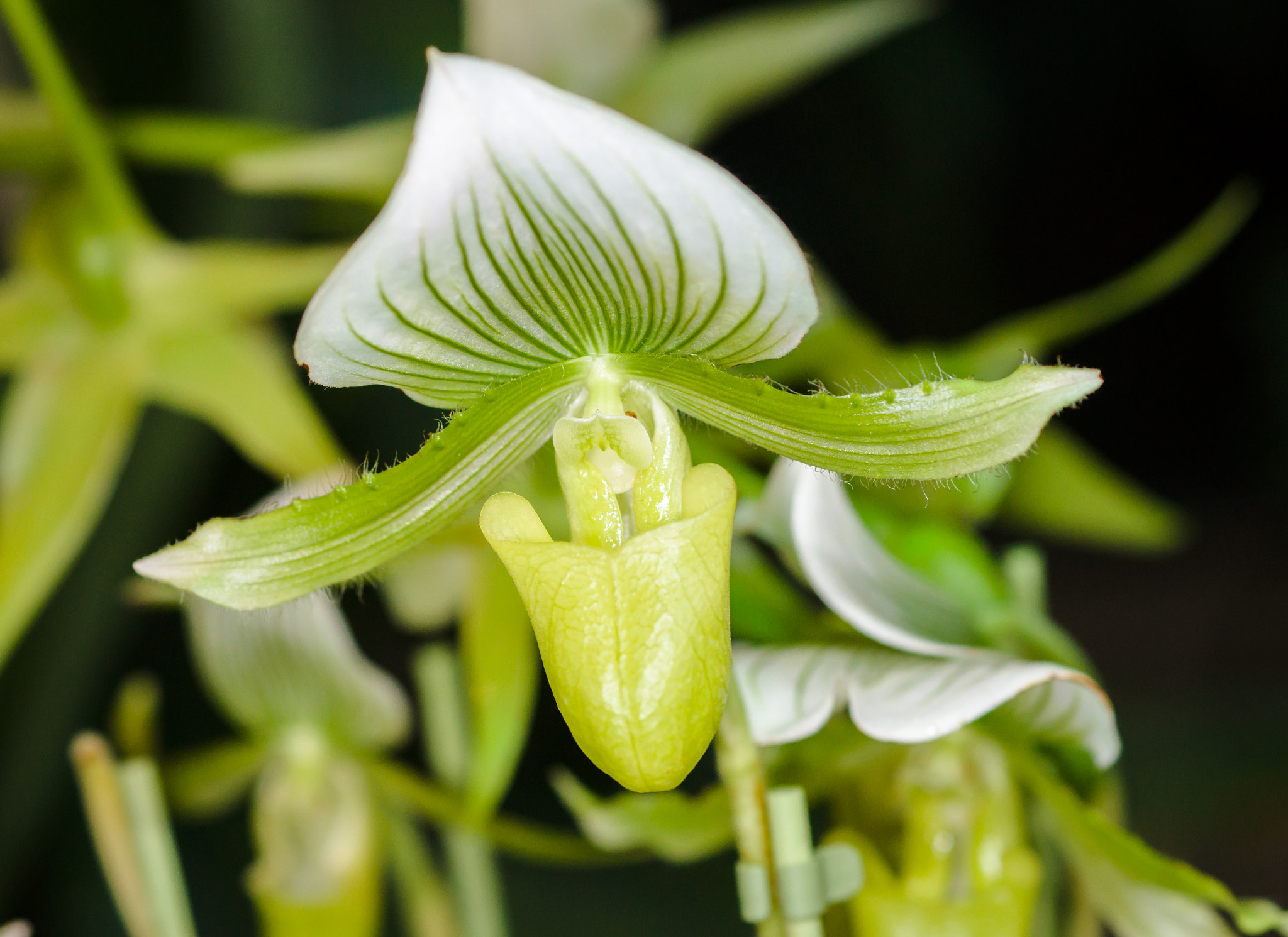 Sony a99 II + Sony 100mm F2.8 Macro sample photo. Orchid photography