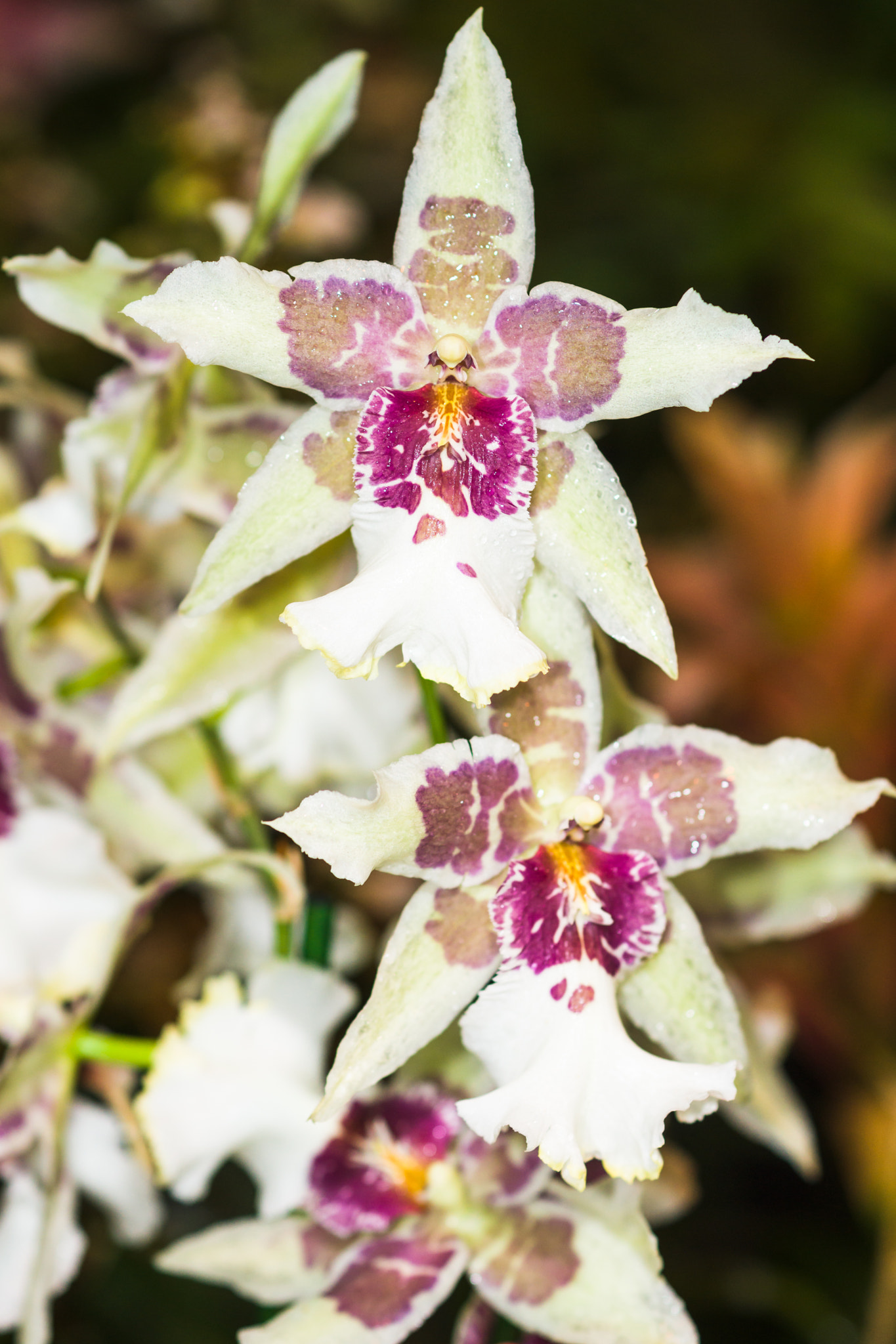 Sony a99 II + Sony 100mm F2.8 Macro sample photo. Orchid photography
