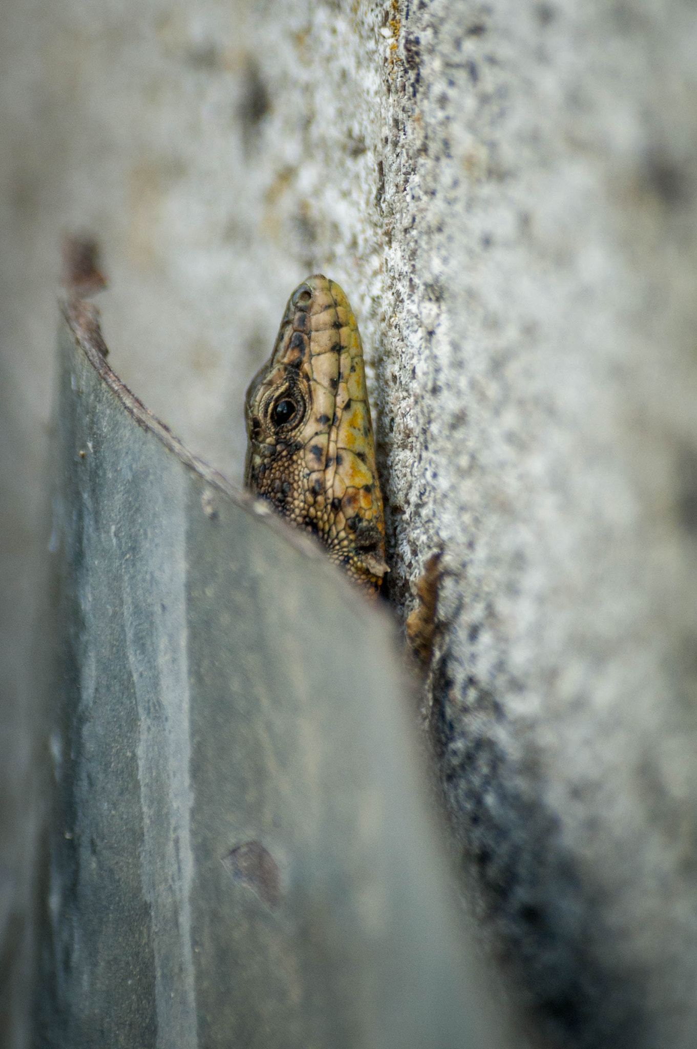 Sigma 70-300mm F4-5.6 APO DG Macro sample photo. Lizard photography