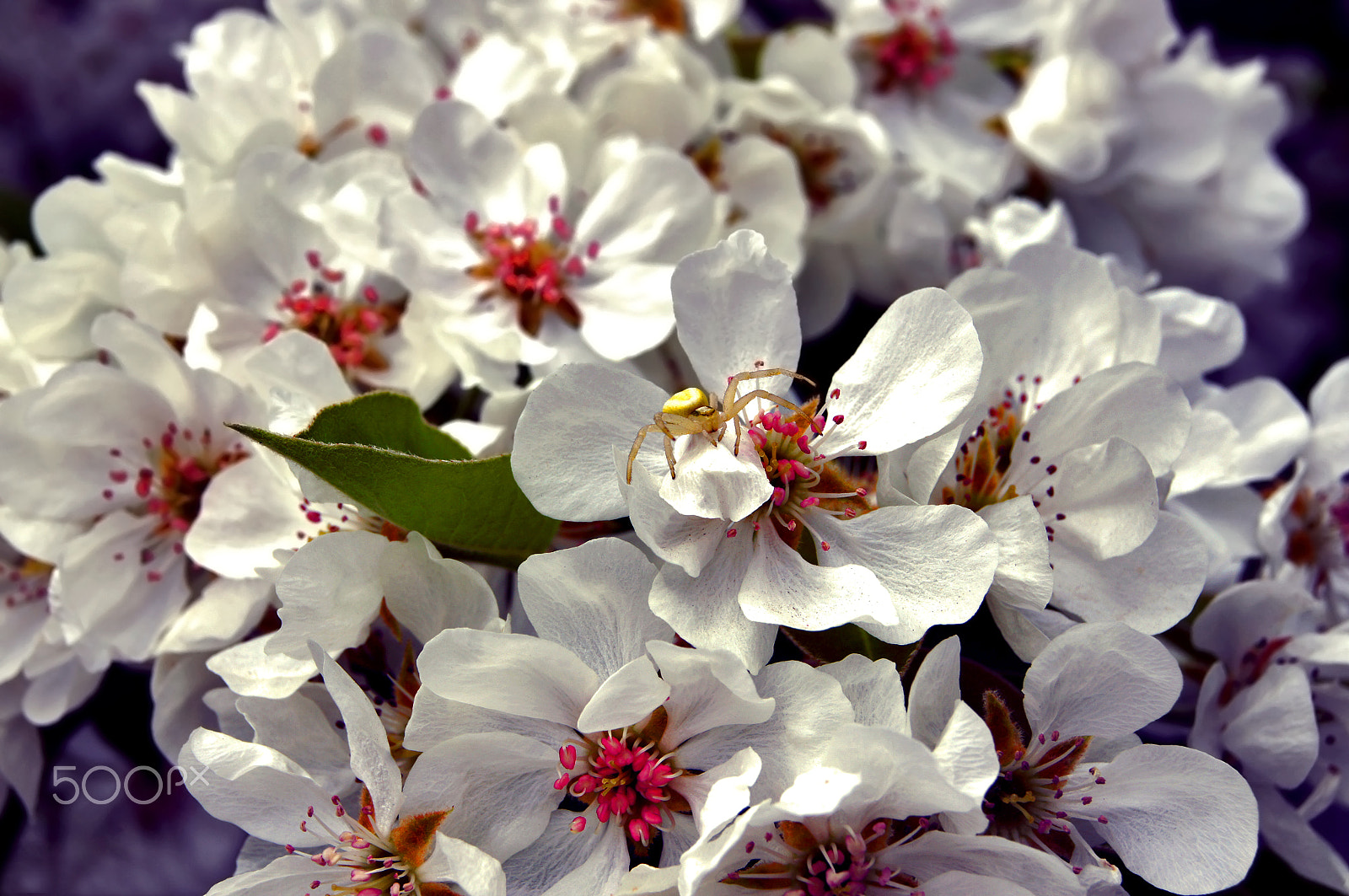 Sony Alpha DSLR-A580 sample photo. Small resident photography
