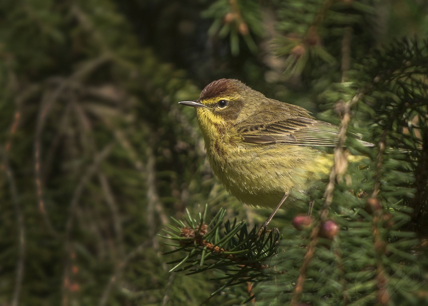 Nikon D7200 + Sigma 500mm F4.5 EX DG HSM sample photo. In the pines (palm warbler) photography
