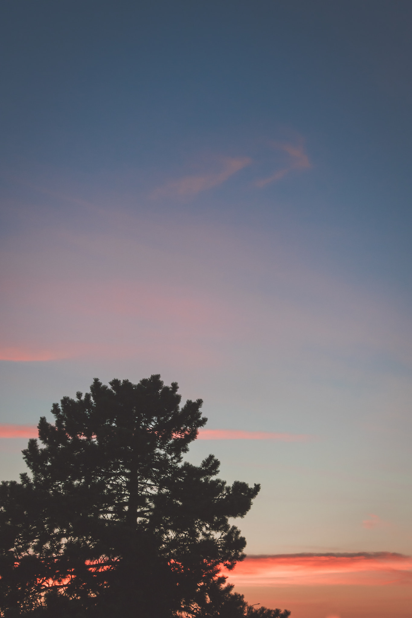 Canon EOS 750D (EOS Rebel T6i / EOS Kiss X8i) sample photo. Sunset tree photography