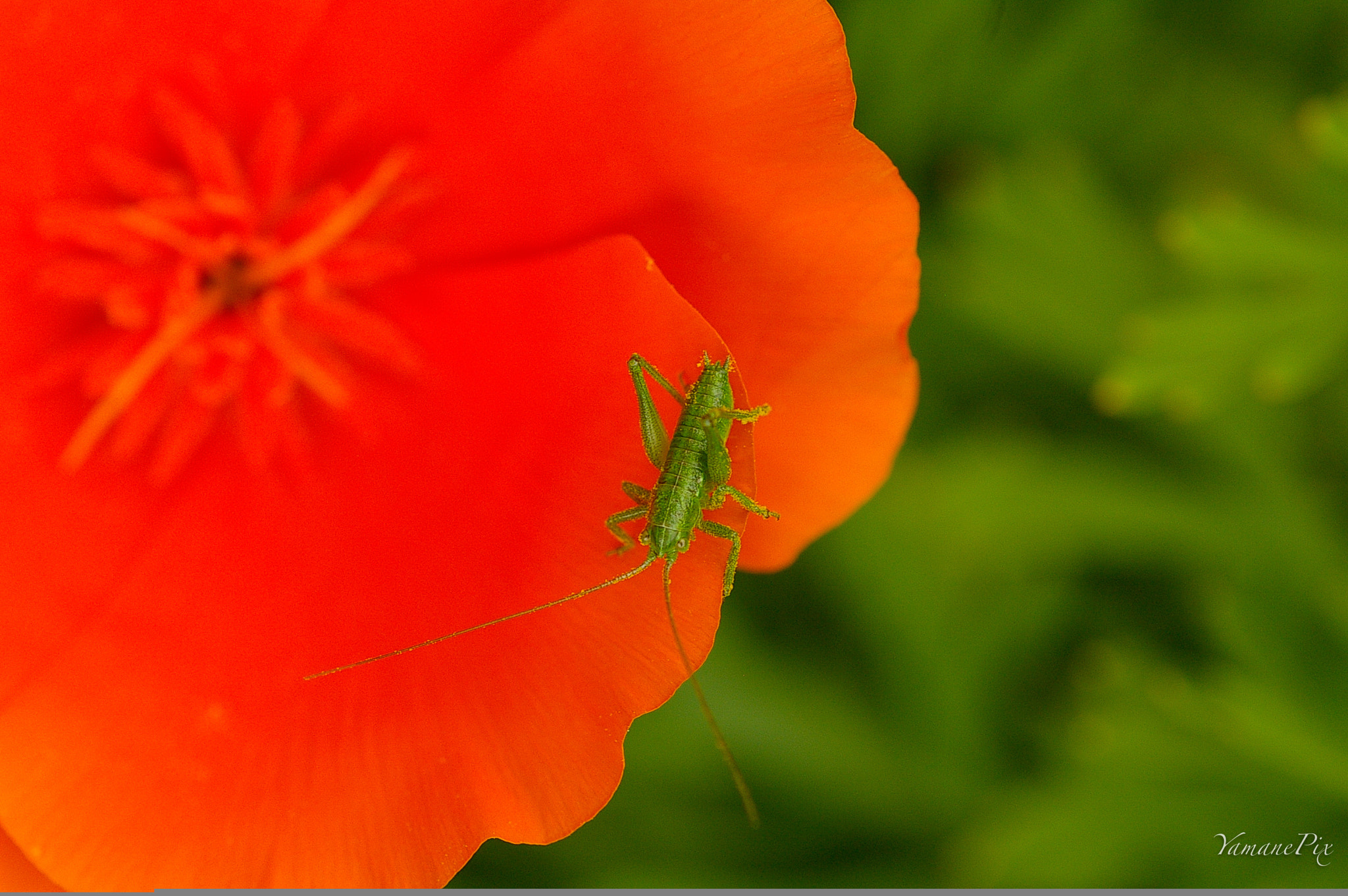 Pentax *ist DS sample photo. Green & red photography