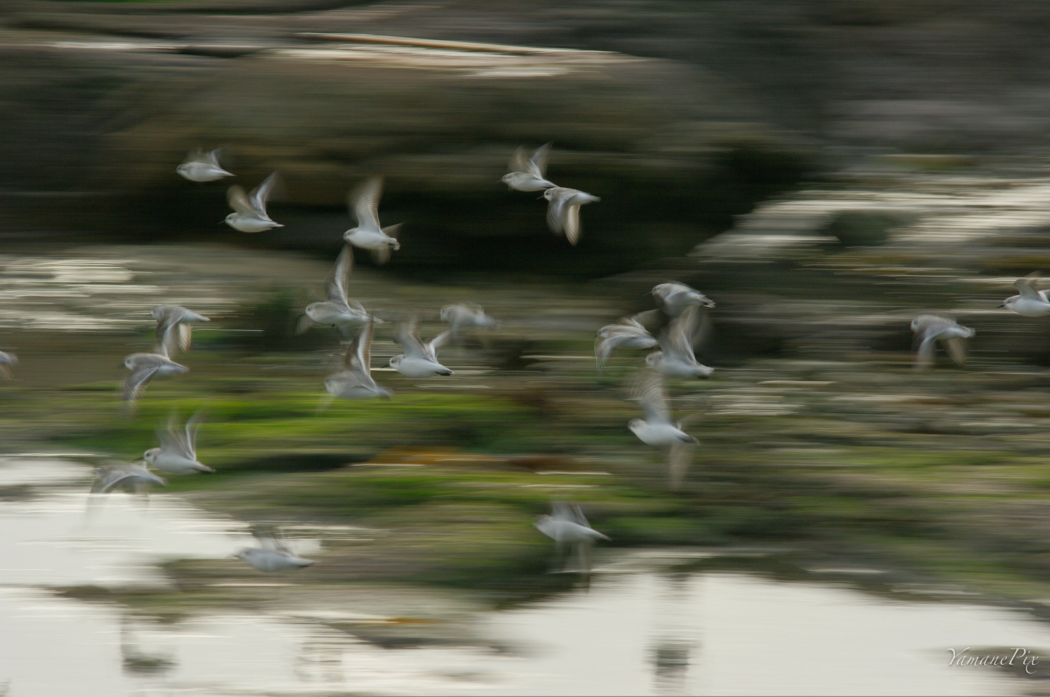 Pentax K-7 + smc PENTAX-FA* 80-200mm F2.8 ED[IF] sample photo. En formation ! photography