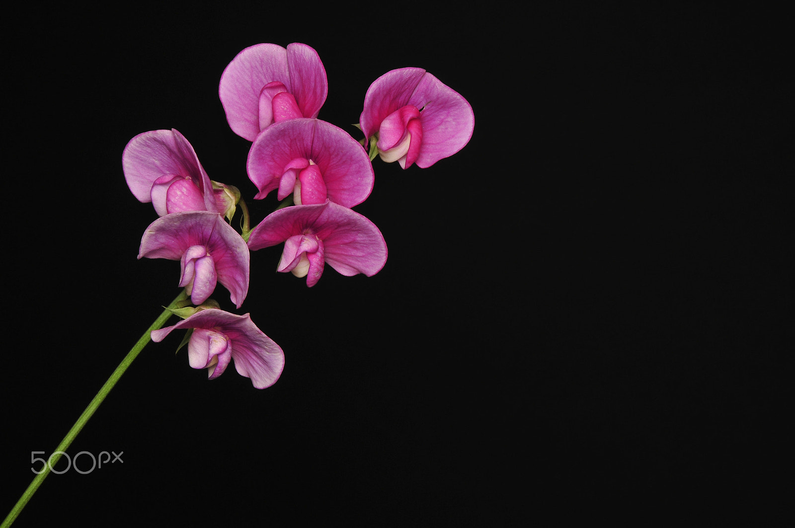 Nikon AF-S Micro-Nikkor 60mm F2.8G ED sample photo. Vicia sepium (bush vetch) photography