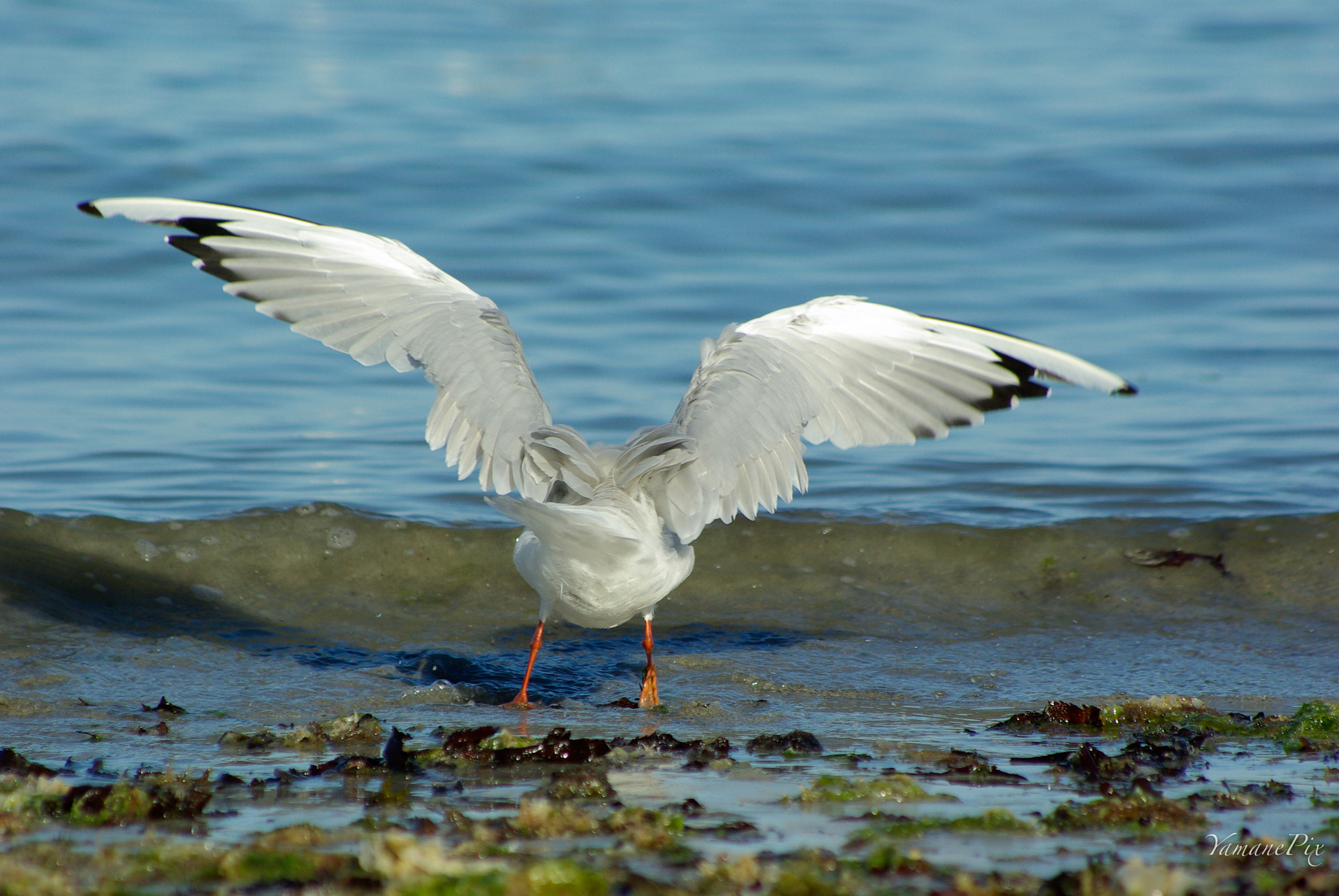 smc PENTAX-FA 80-320mm F4.5-5.6 sample photo. Mouette photography