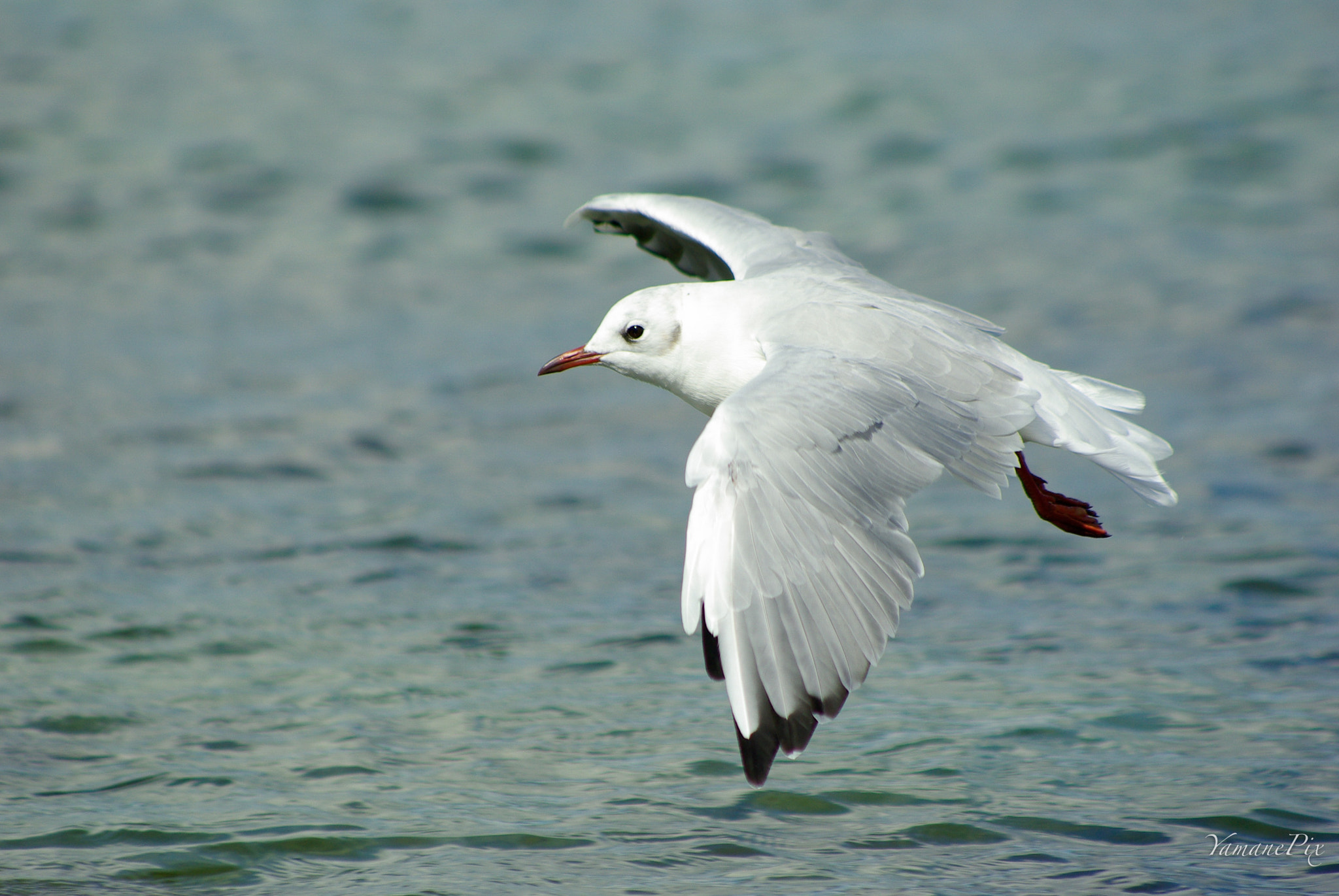 smc PENTAX-FA 80-320mm F4.5-5.6 sample photo. Mouette photography