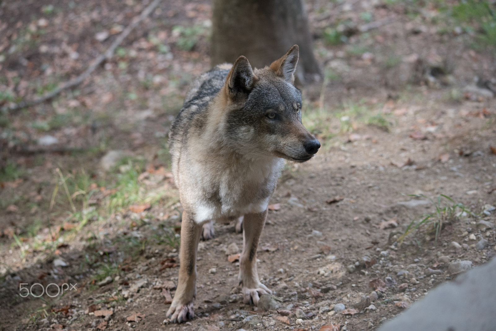 Sigma 120-400mm F4.5-5.6 DG OS HSM sample photo. Wolf photography