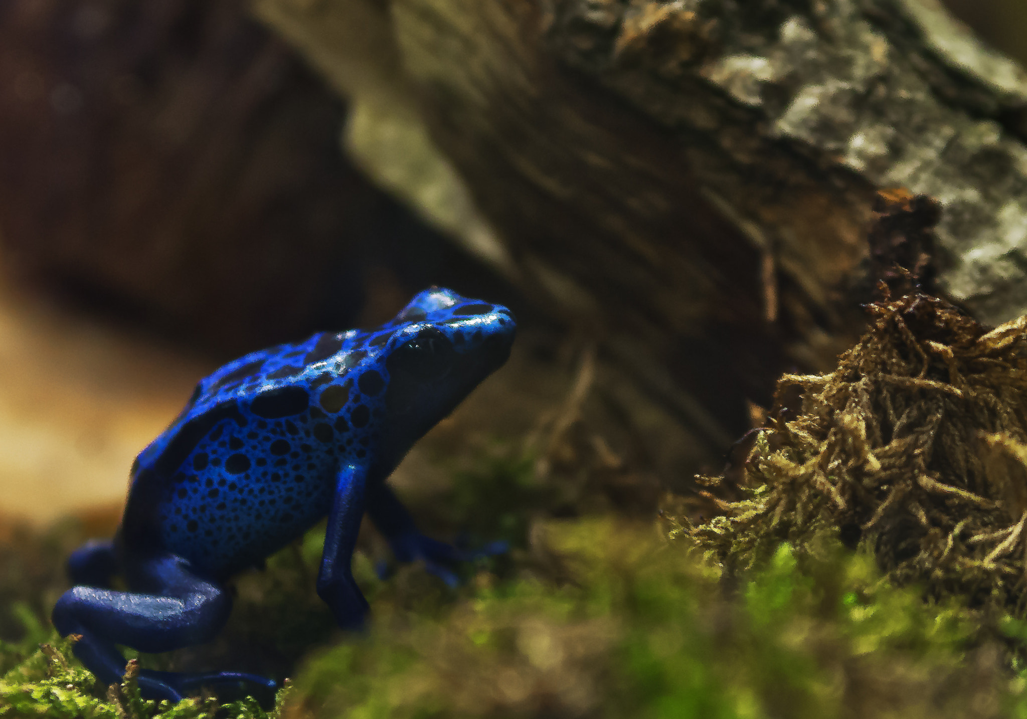 Pentax K-5 sample photo. Dendrobates azureus photography