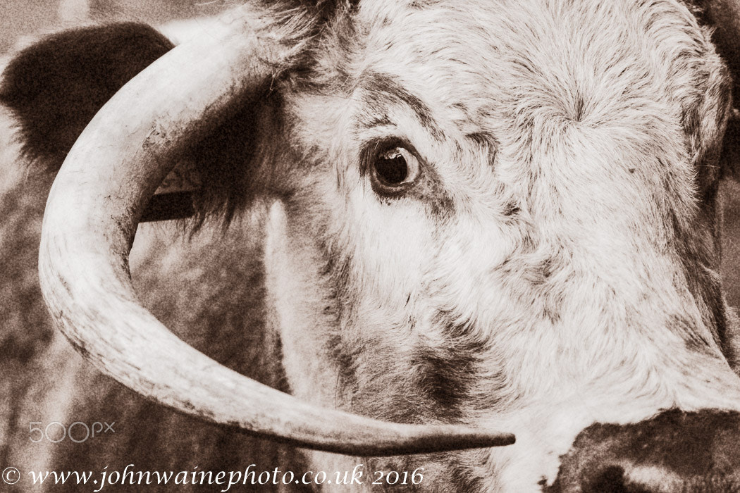 Fujifilm X-T1 + XF50-140mmF2.8 R LM OIS WR + 1.4x sample photo. Longhorn cow photography