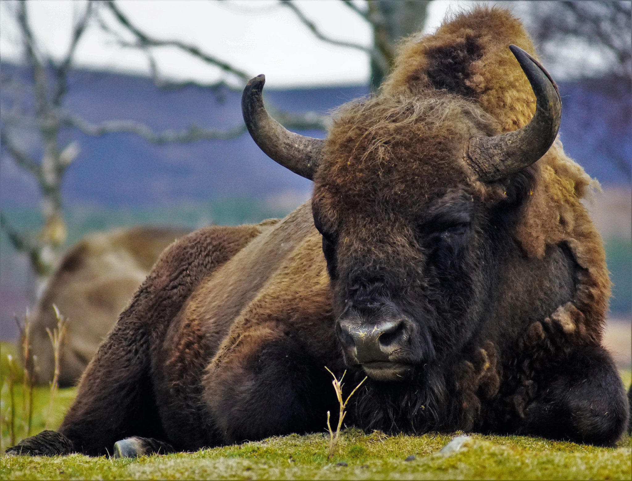 Sony 75-300mm F4.5-5.6 sample photo. Lazy morning in kingussie wild life park photography