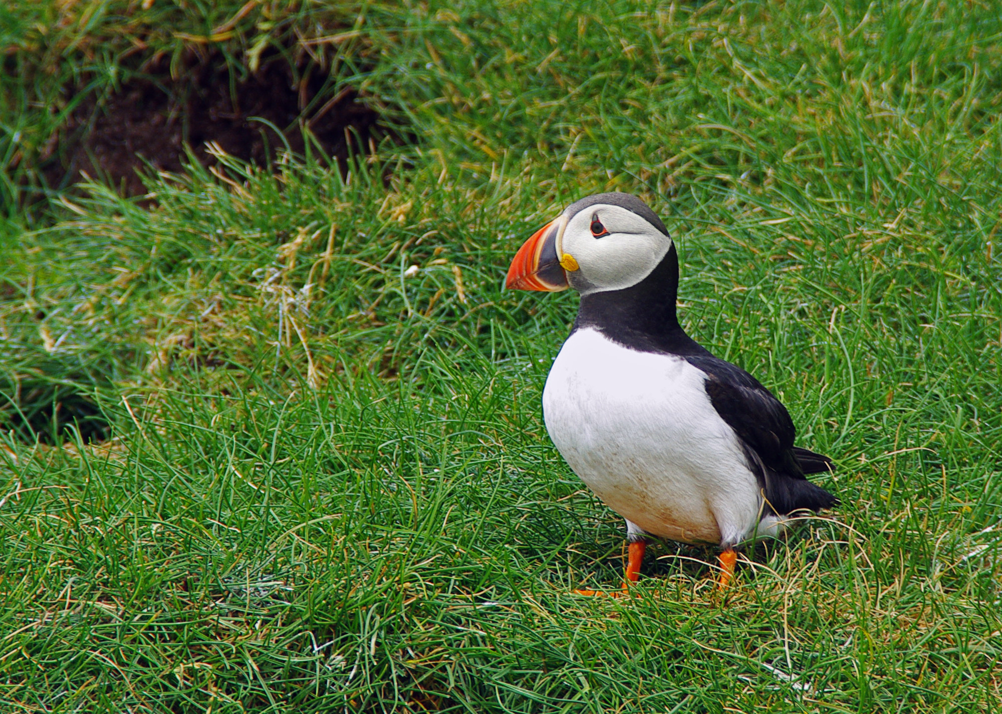 Pentax K200D sample photo. Puffin photography