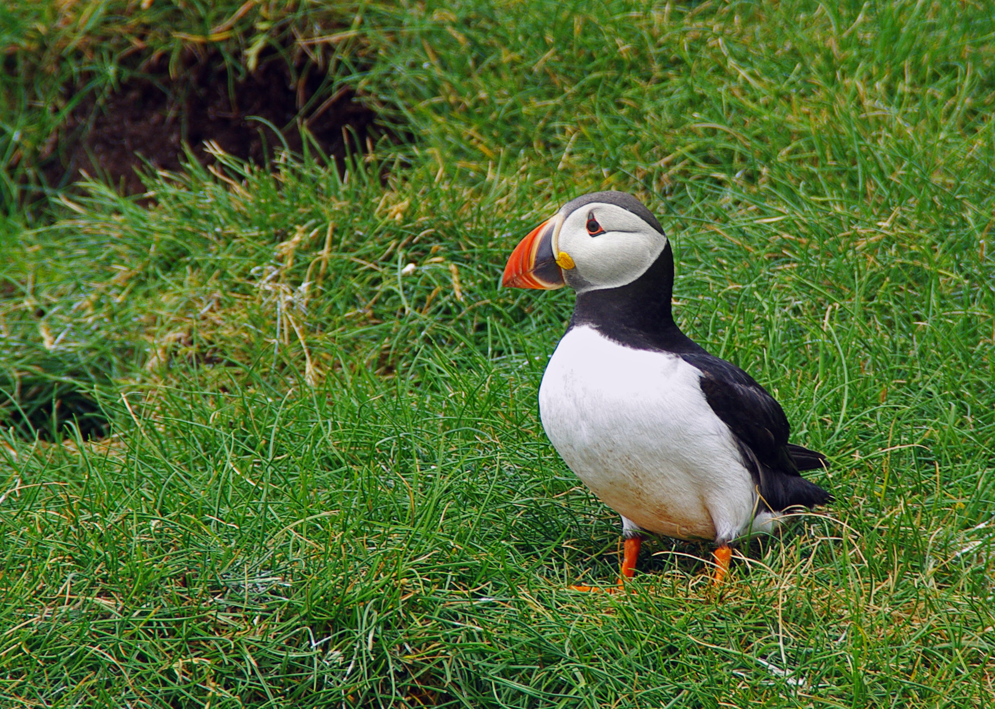 Pentax K200D + Tamron AF 18-200mm F3.5-6.3 XR Di II LD Aspherical (IF) Macro sample photo. Puffin photography