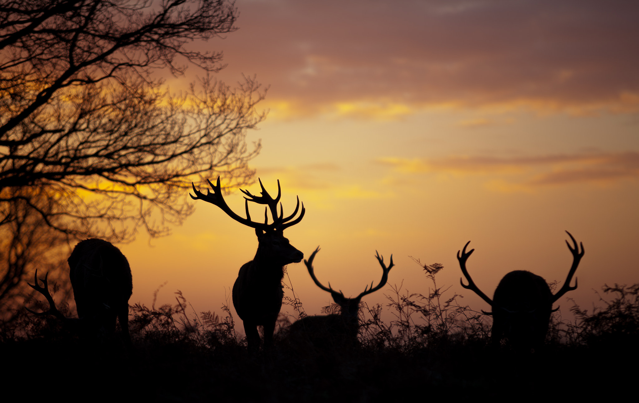 Canon EOS 5D + Sigma 70-200mm F2.8 EX DG OS HSM sample photo. Stag silhouettes photography