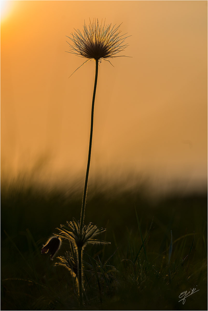 Sigma 150mm F2.8 EX DG OS Macro HSM sample photo. Pulsatilla montana photography