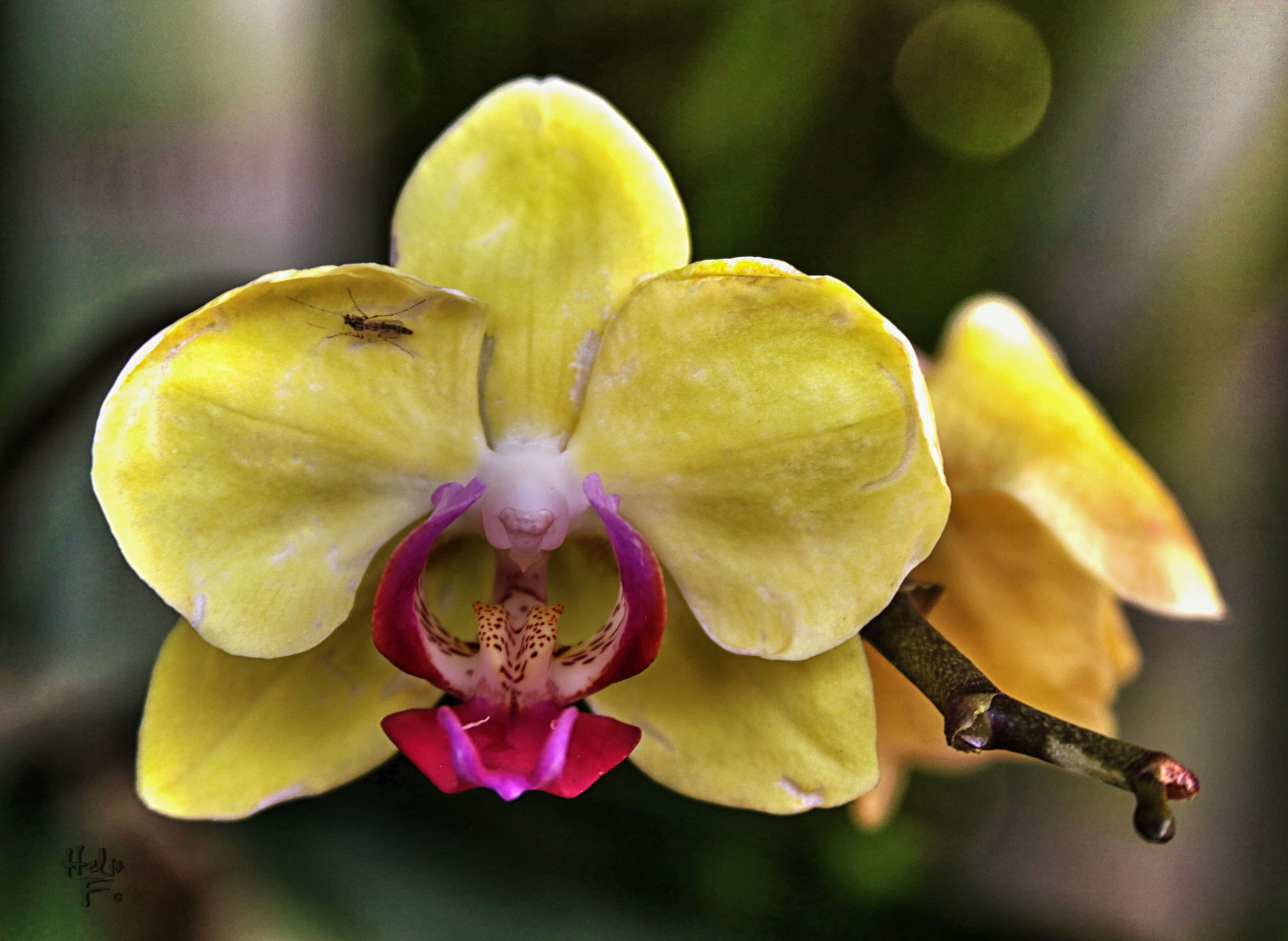 Canon EF 28-135mm F3.5-5.6 IS USM sample photo. Orchids photography