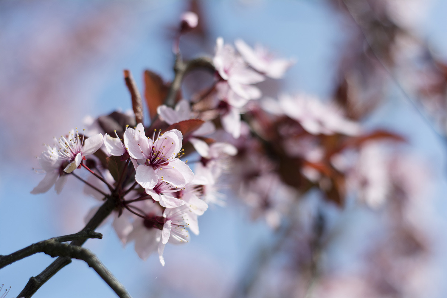 Nikon D5200 + AF Nikkor 50mm f/1.8 sample photo. Cherry blossom photography