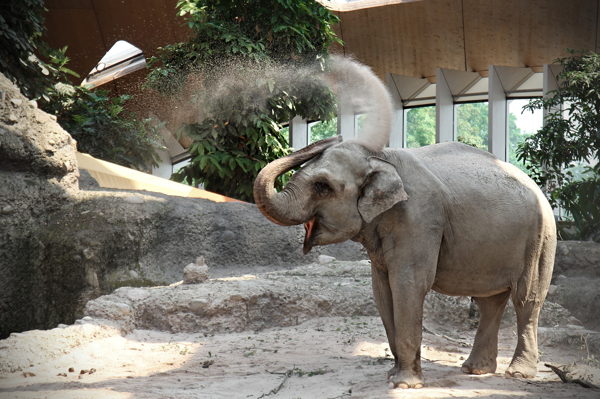 Sigma 17-70mm F2.8-4 DC Macro OS HSM sample photo. Happy elephant photography