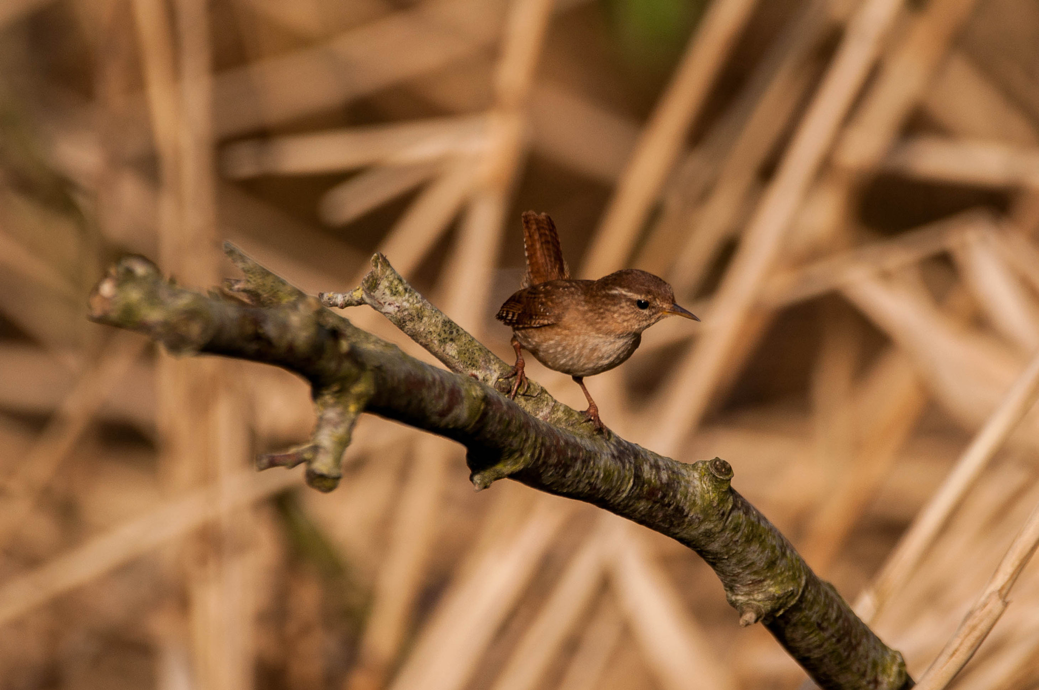 Sigma 150-600mm F5-6.3 DG OS HSM | C sample photo. Winterkoninkje photography