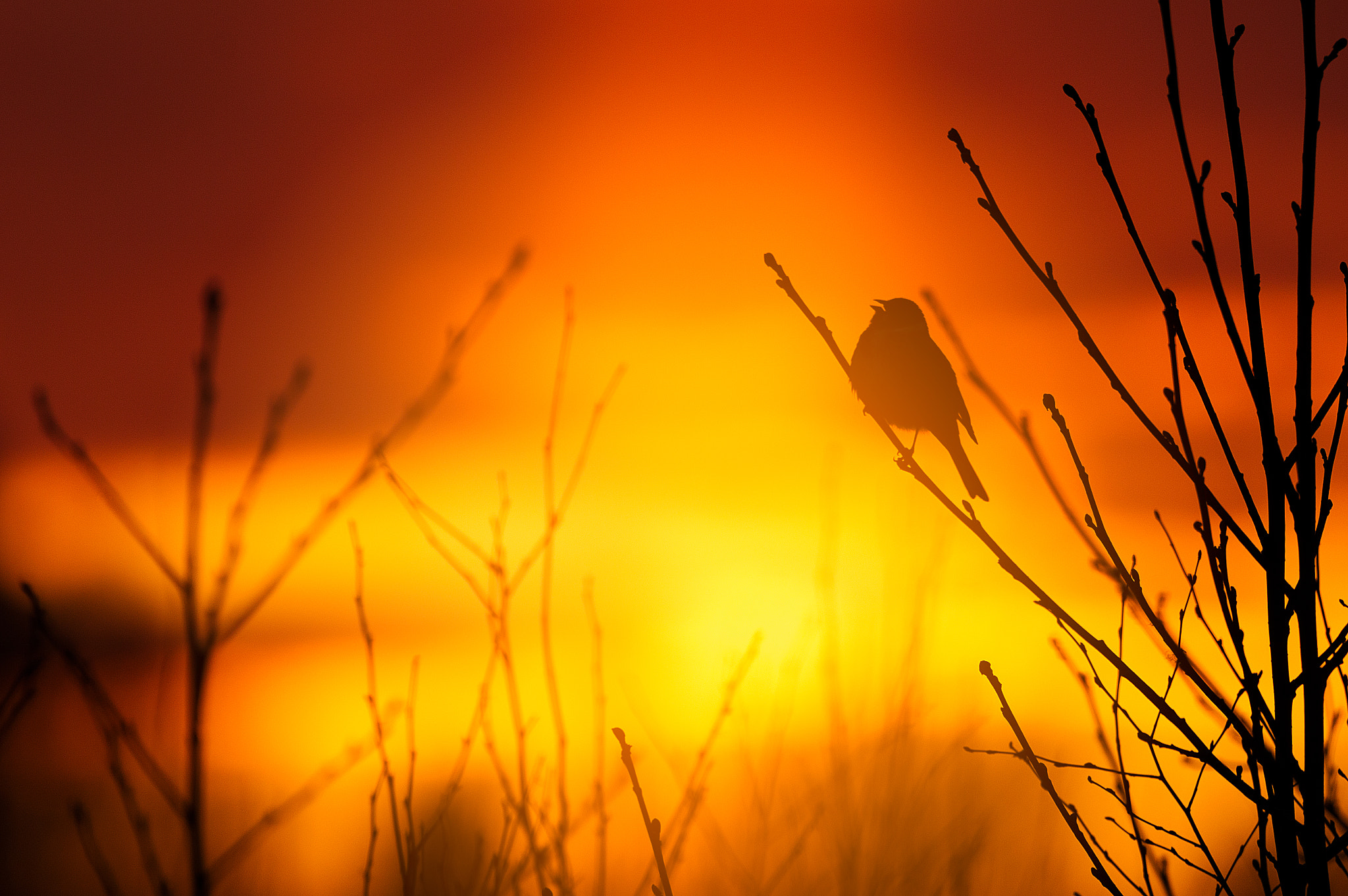 Sigma 150-600mm F5-6.3 DG OS HSM | C sample photo. Ode to the sun photography