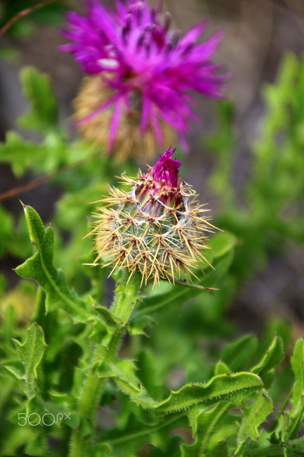 Canon TS-E 90mm F2.8 Tilt-Shift sample photo. Spring photography
