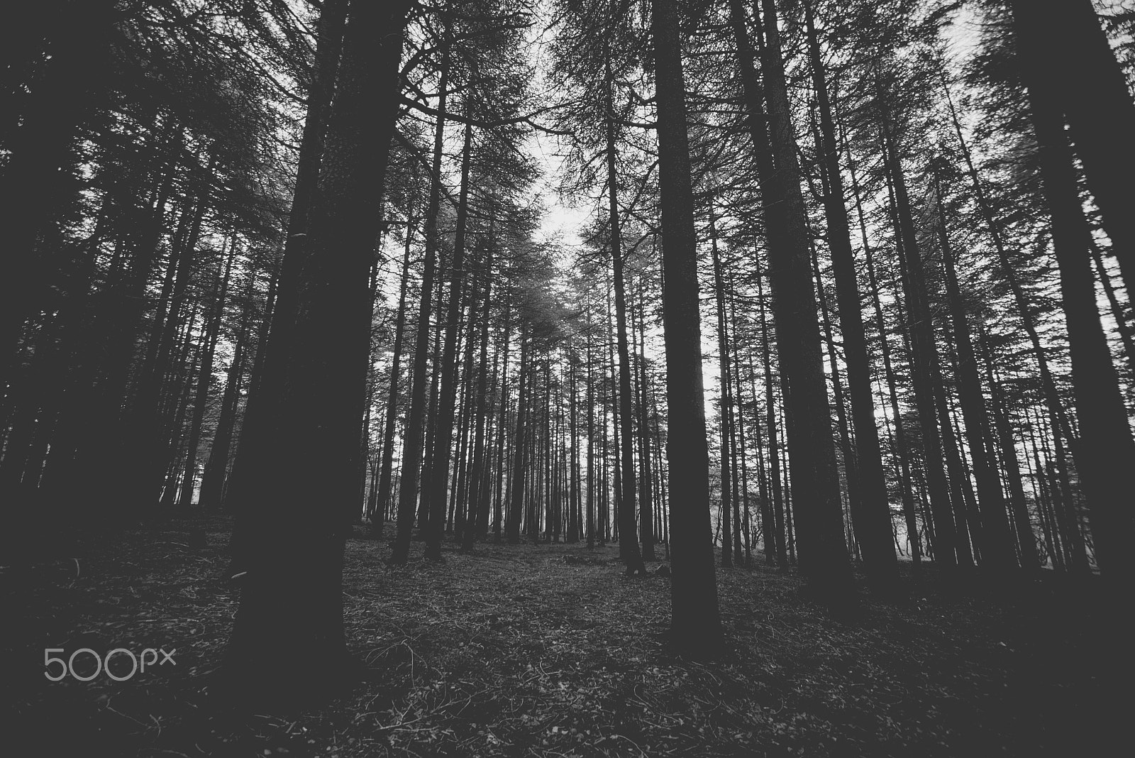 Sigma 12-24mm F4.5-5.6 EX DG Aspherical HSM sample photo. Dark forest photography
