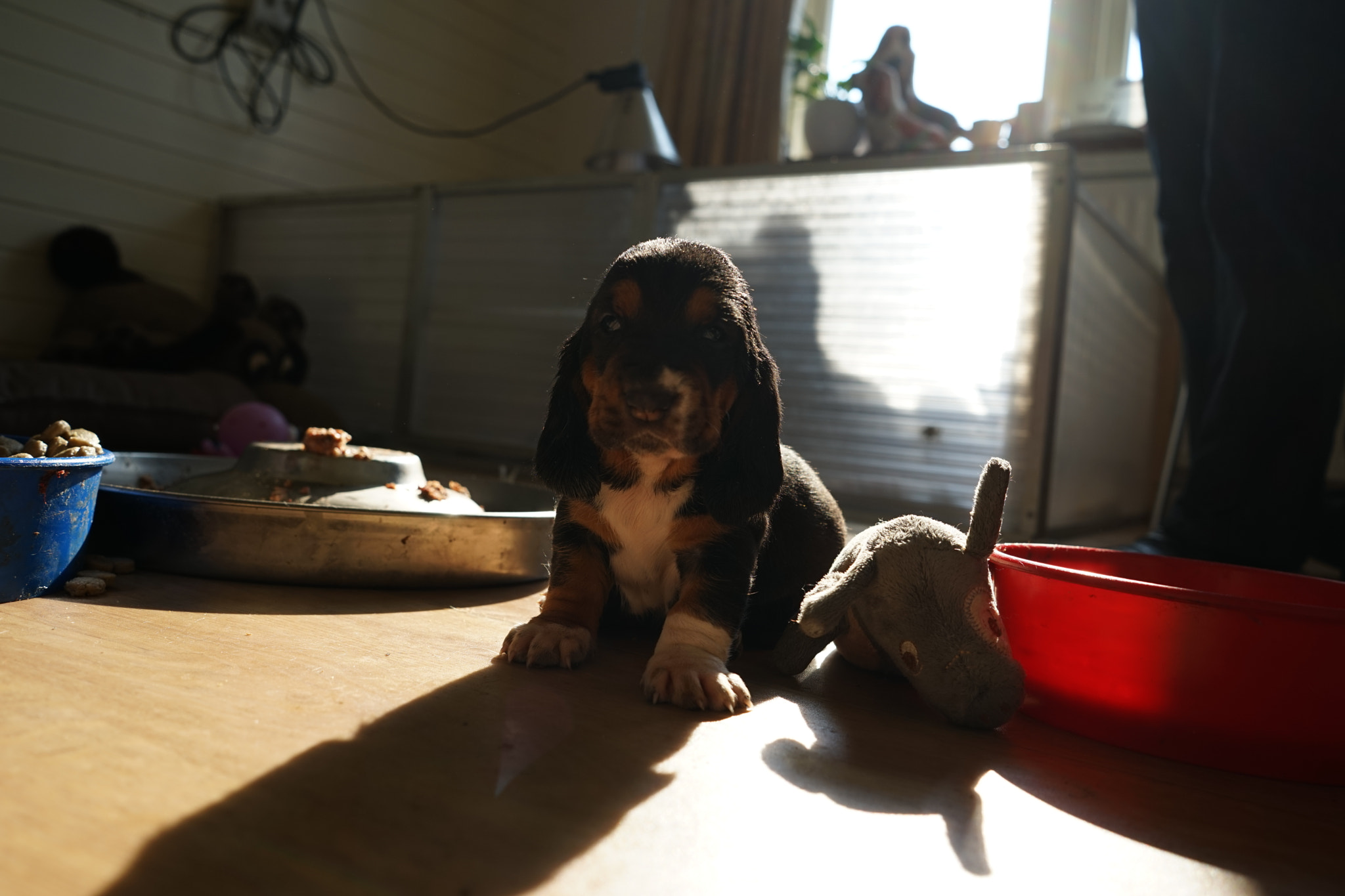 Sony a7 + Sony FE 28mm F2 sample photo. Basset hound photography