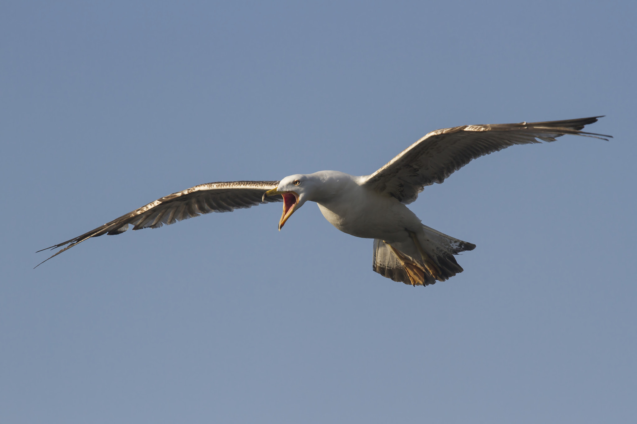 Sigma 50-500mm f/4-6.3 APO HSM EX sample photo. ... photography