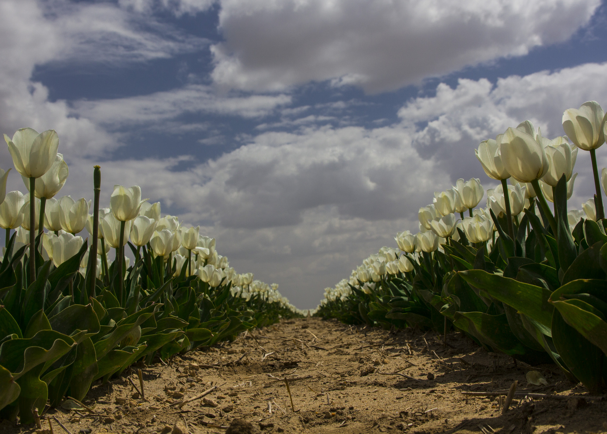 Sigma 17-70mm F2.8-4 DC Macro OS HSM sample photo. Tulips photography