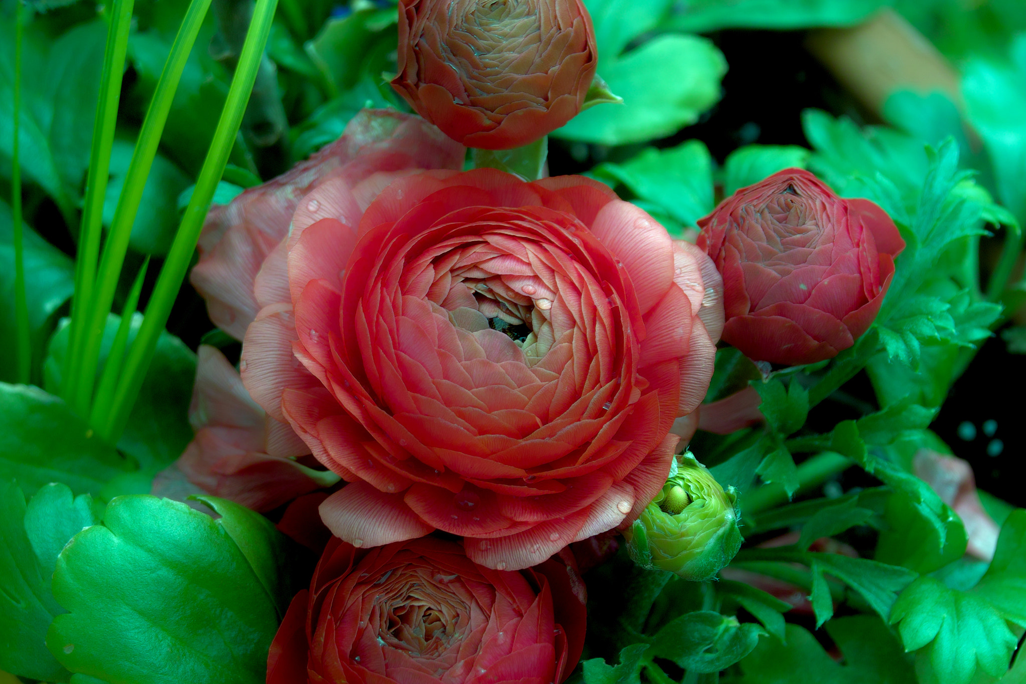 Sigma SD14 sample photo. Flowers in my garden photography