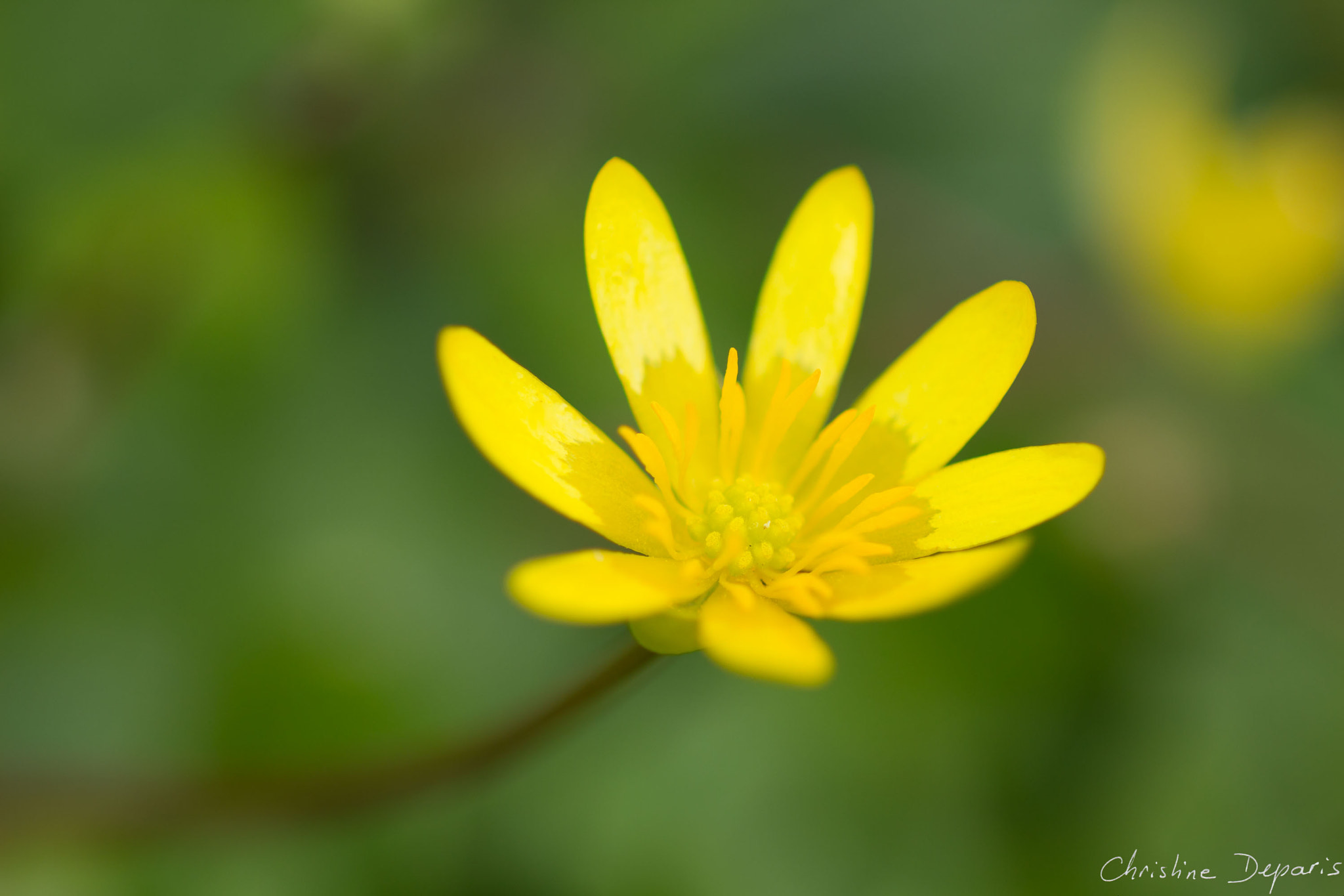 Canon EF 100mm F2.8 Macro USM sample photo. Ficaria verna - lesser celandine photography
