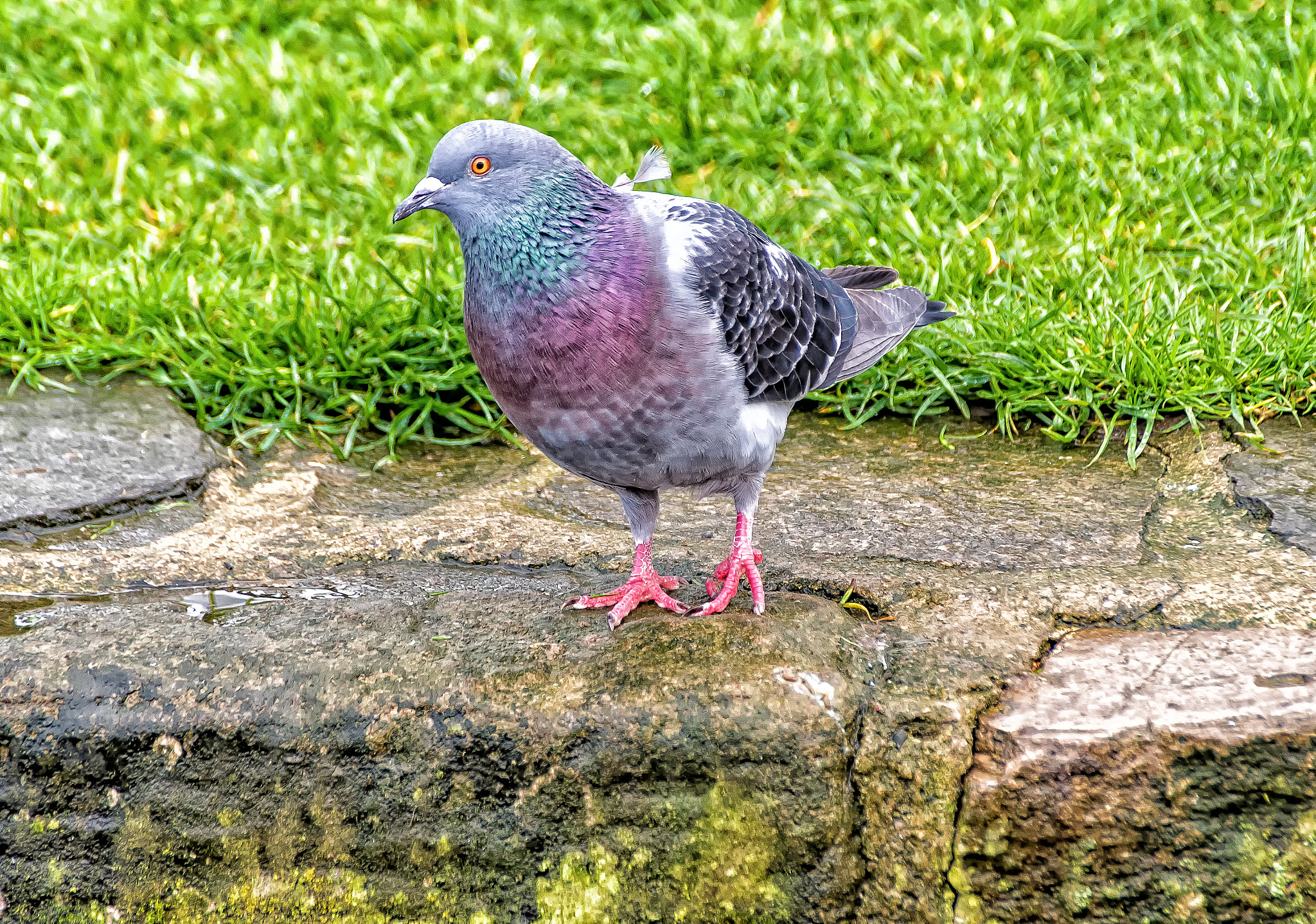 Pentax K-S1 + Tamron AF 18-250mm F3.5-6.3 Di II LD Aspherical (IF) Macro sample photo. Pigeon in the park  photography