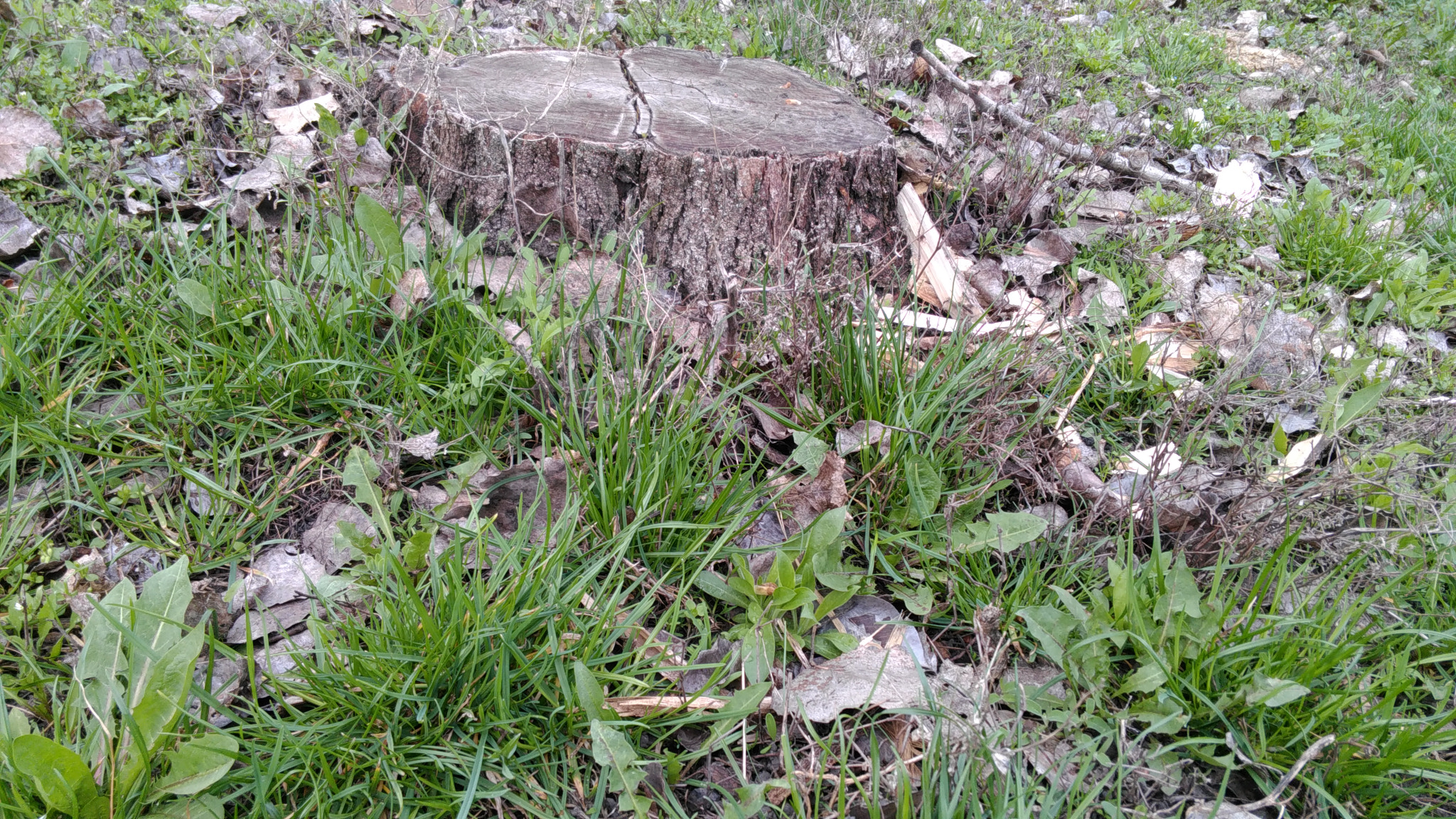 Lenovo S60-A sample photo. Img_20160412_124557.jpg photography