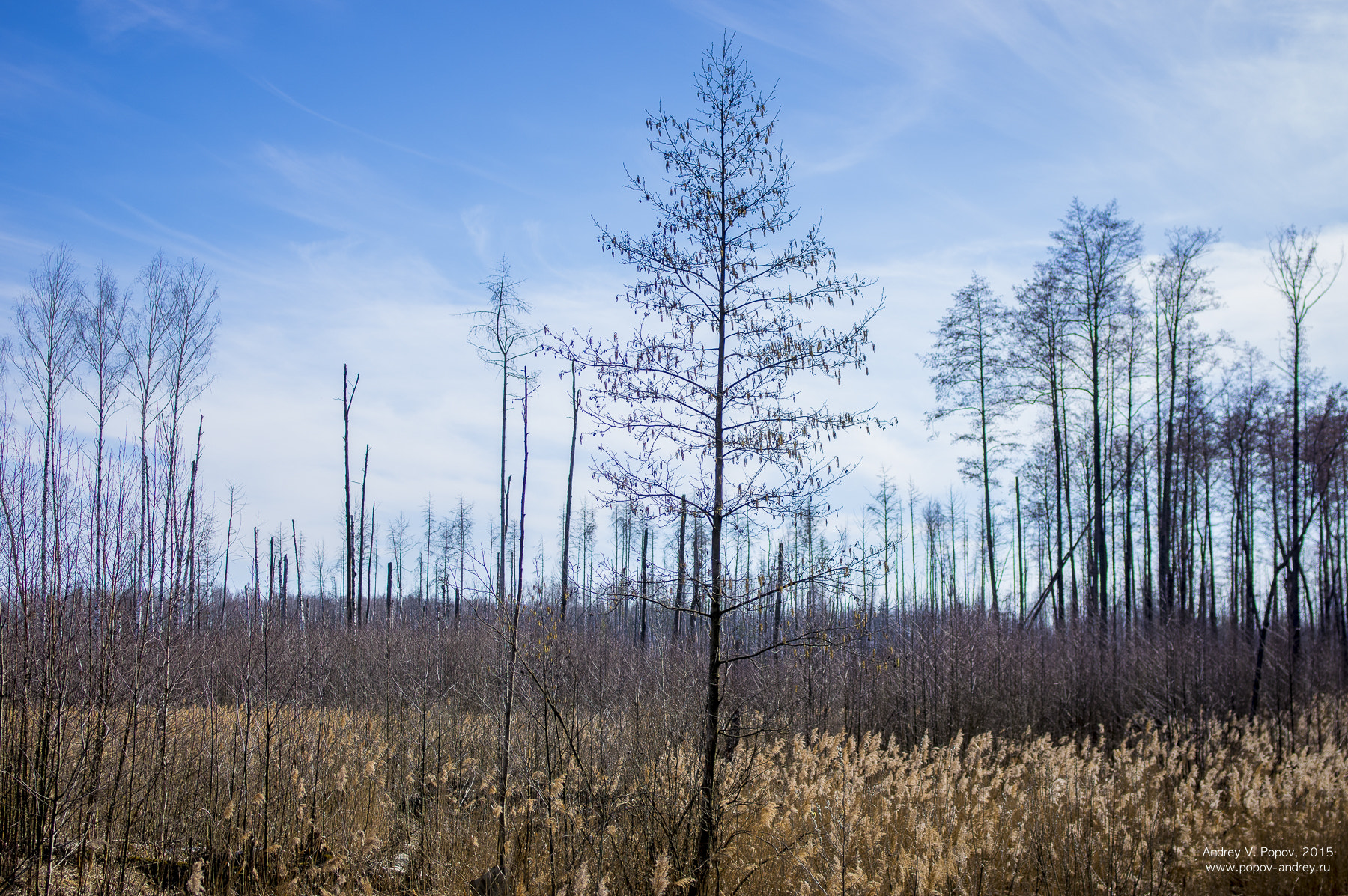 Pentax smc FA 31mm F1.8 AL Limited sample photo. Spring swamp #3 photography