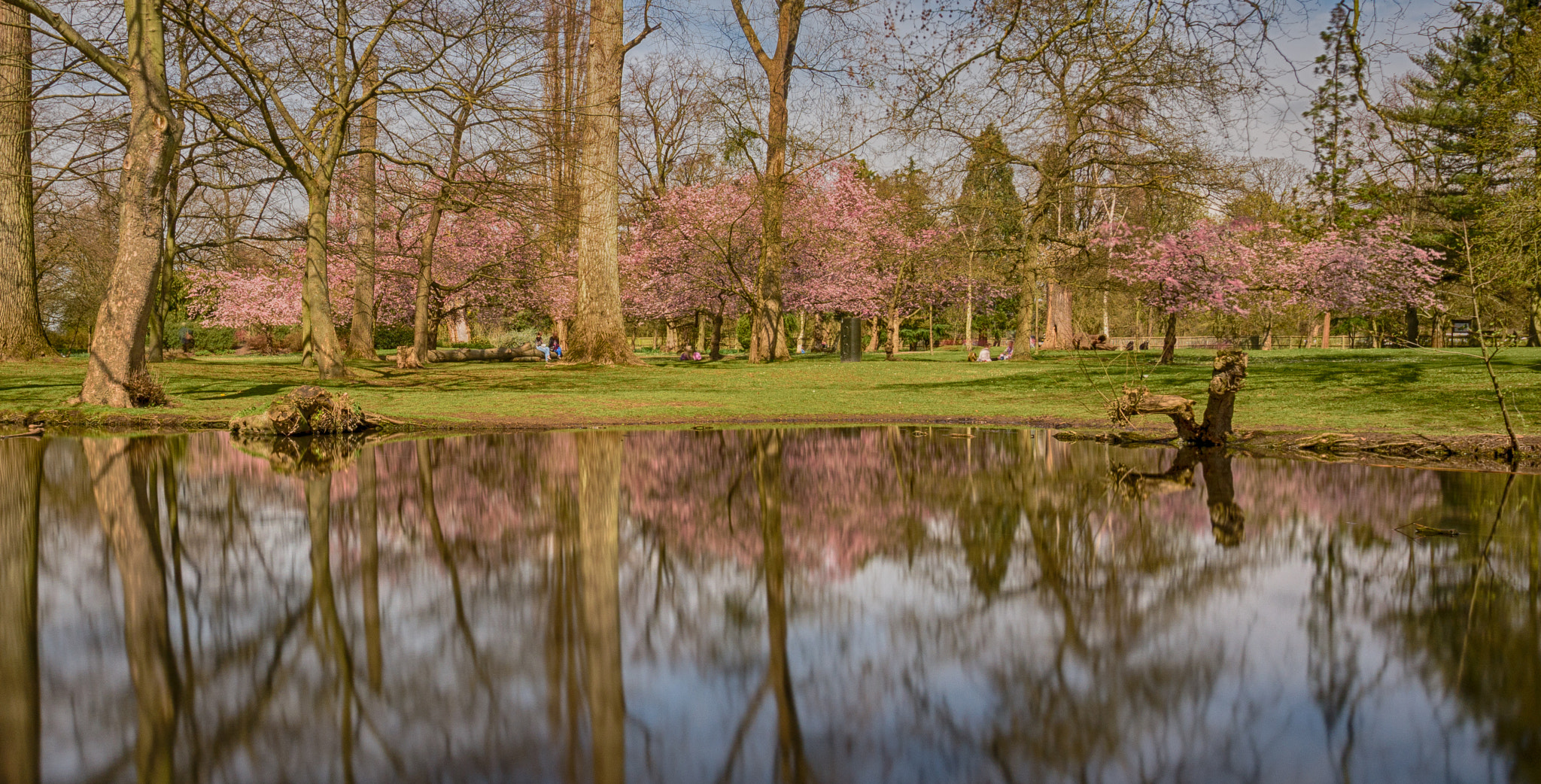 Sony SLT-A55 (SLT-A55V) sample photo. Blossom trees photography