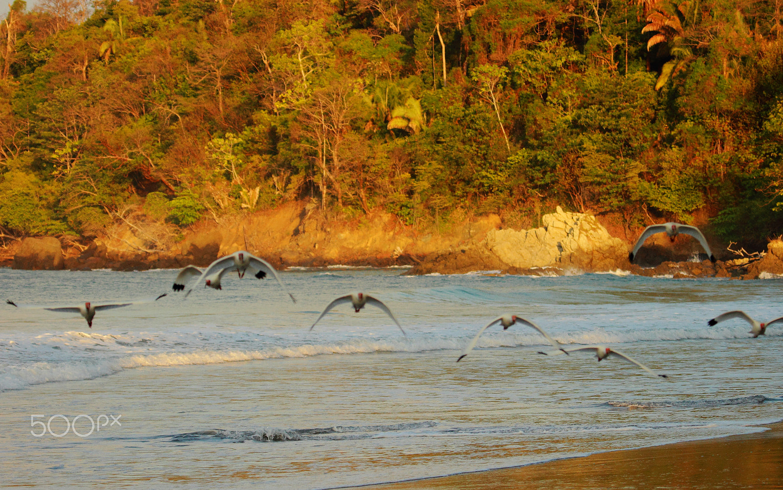 Canon EF 100-400mm F4.5-5.6L IS USM sample photo. White ibis photography