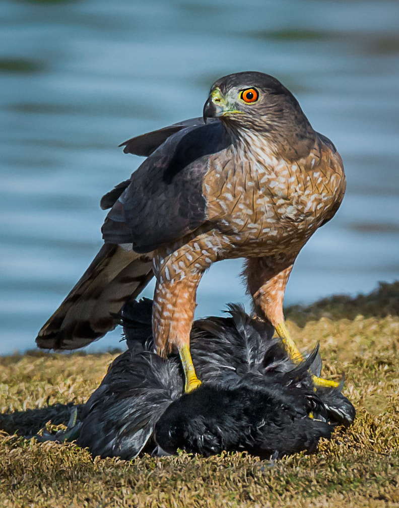 Coopers Hawk with Coot