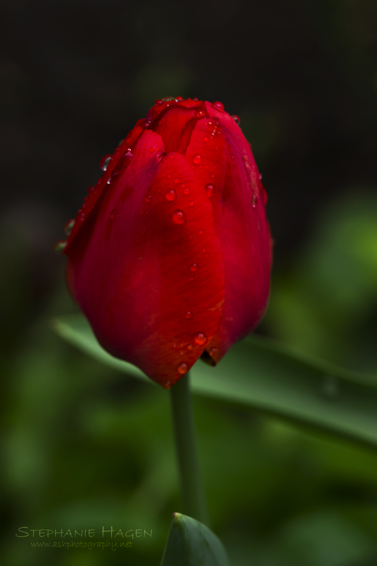 Canon EF 100mm F2.8L Macro IS USM sample photo. Morning rain photography