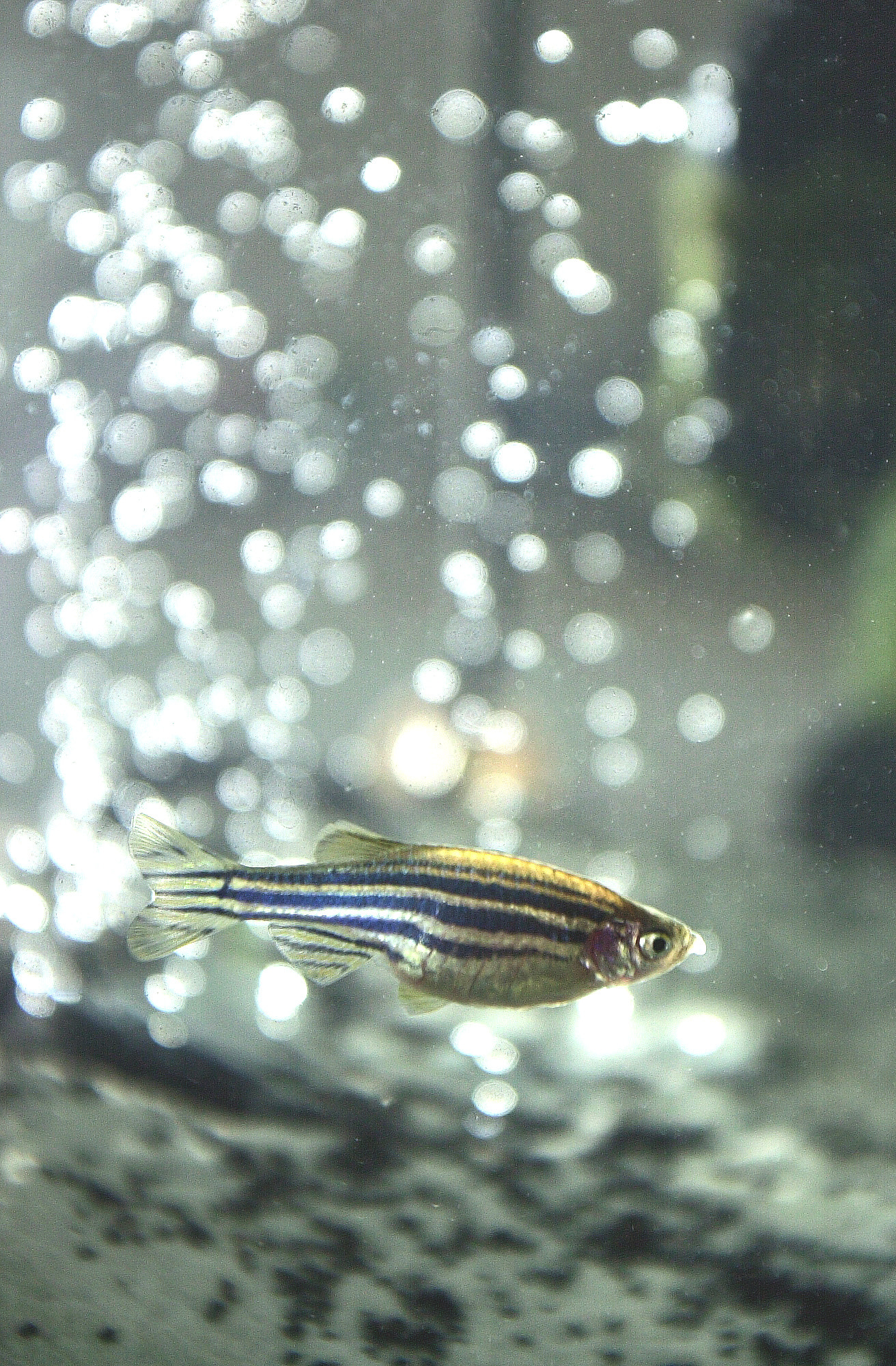 Nikon D1 sample photo. Zebra danio photography