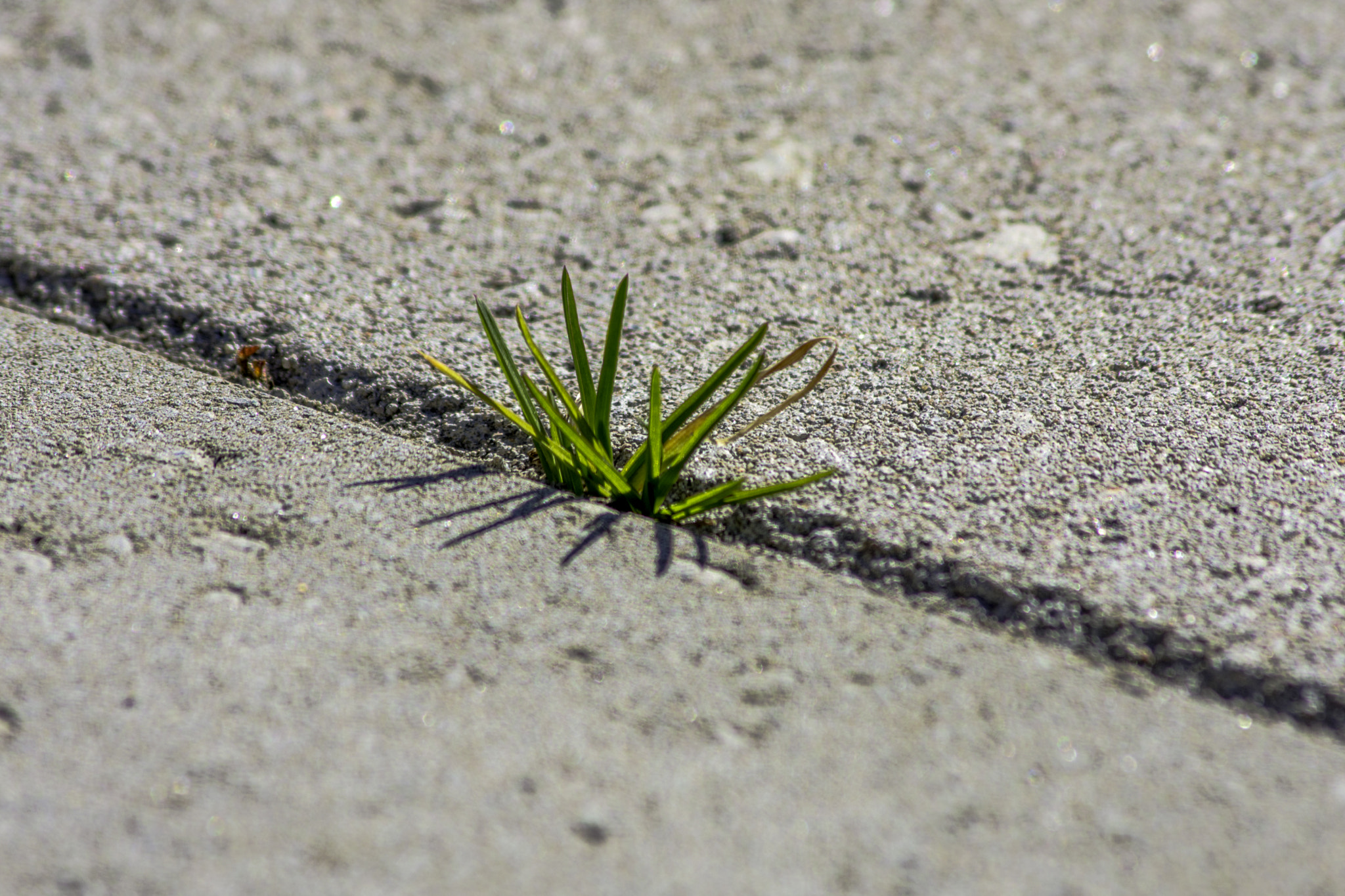 Nikon D7200 + AF Zoom-Nikkor 75-300mm f/4.5-5.6 sample photo. Grass is allways greener in hdr photography