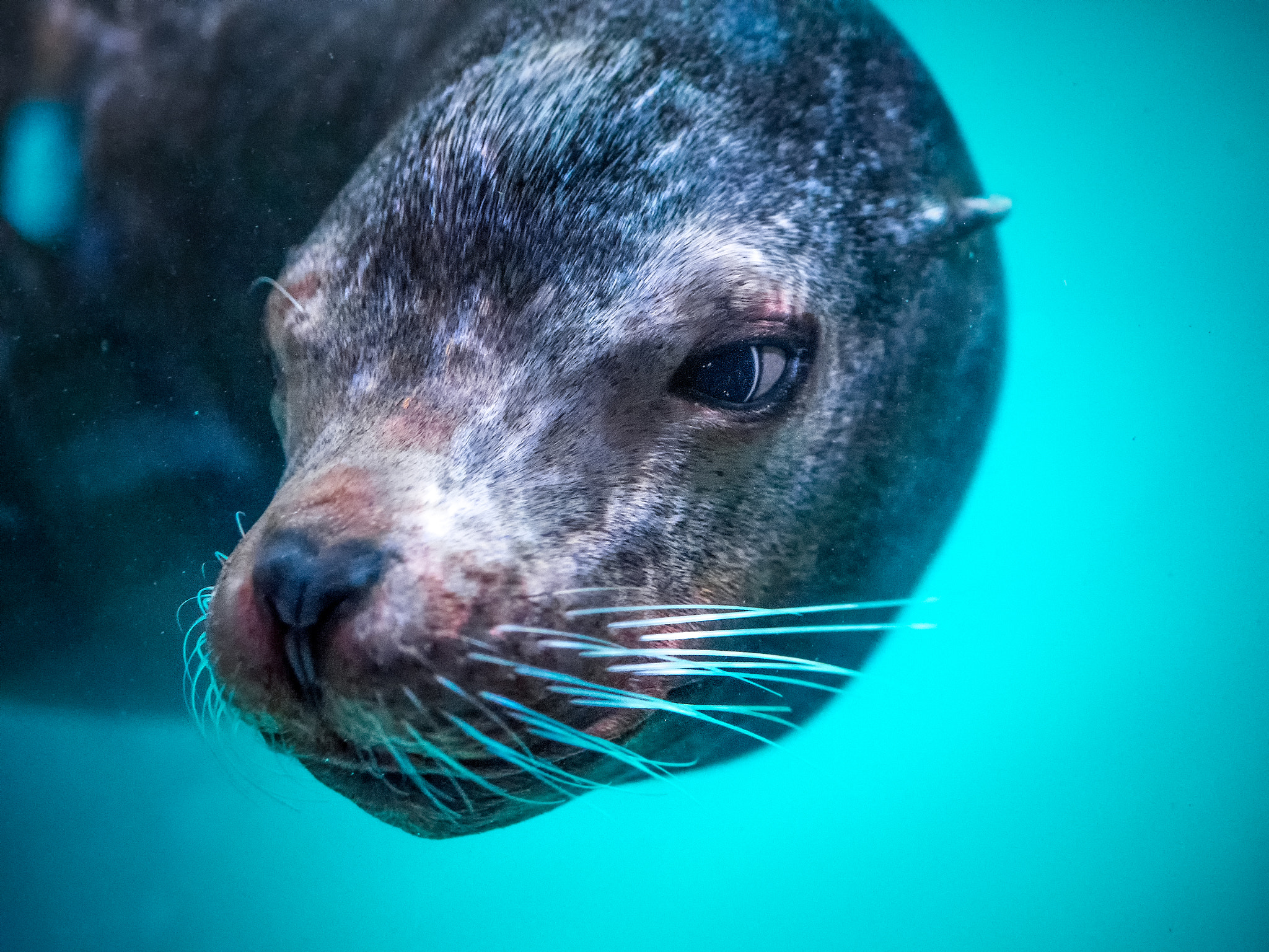 Olympus OM-D E-M1 + Panasonic Leica DG Summilux 25mm F1.4 II ASPH sample photo. Sea lion photography