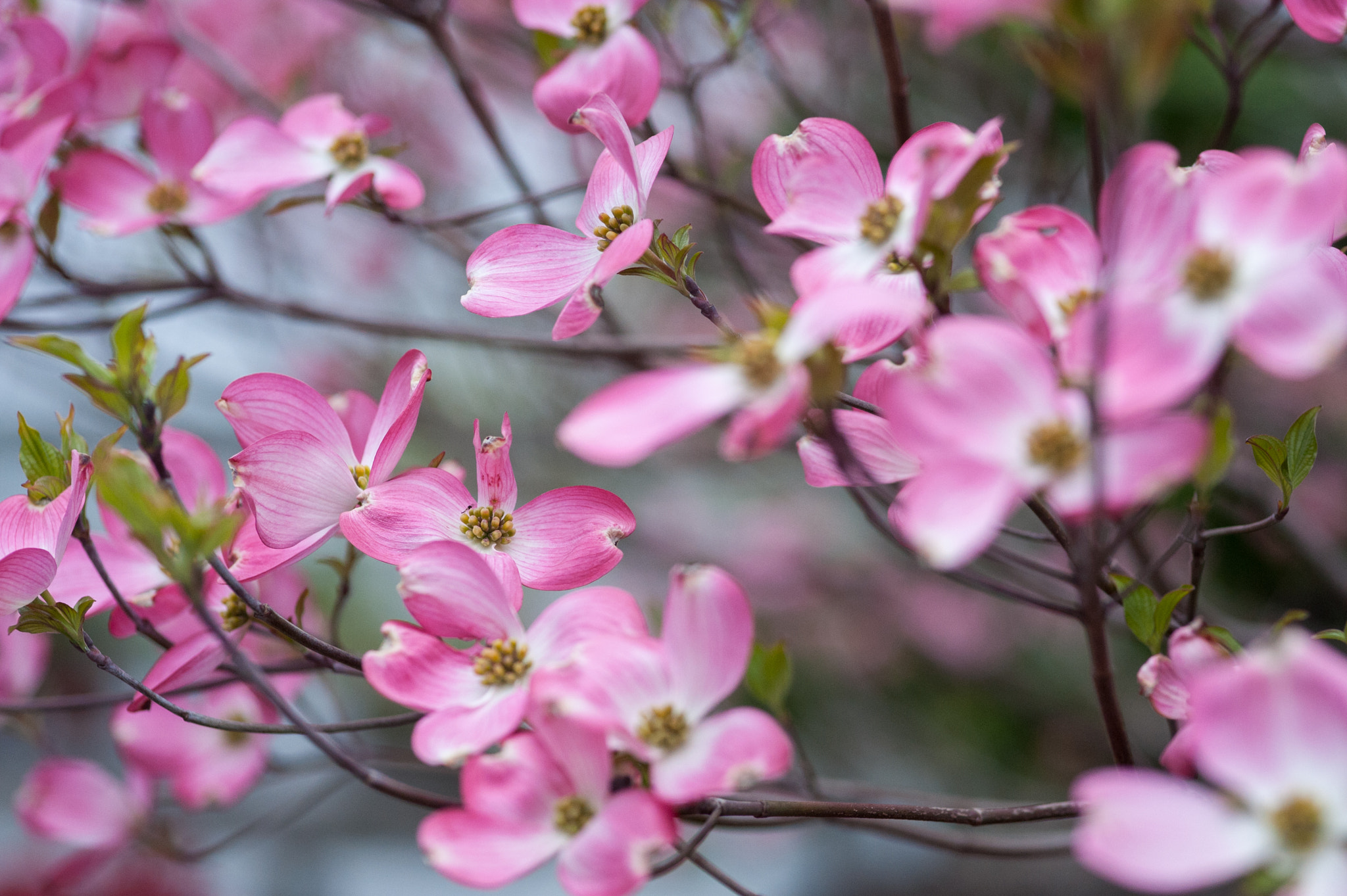 Nikon D700 + Sigma 105mm F2.8 EX DG Macro sample photo