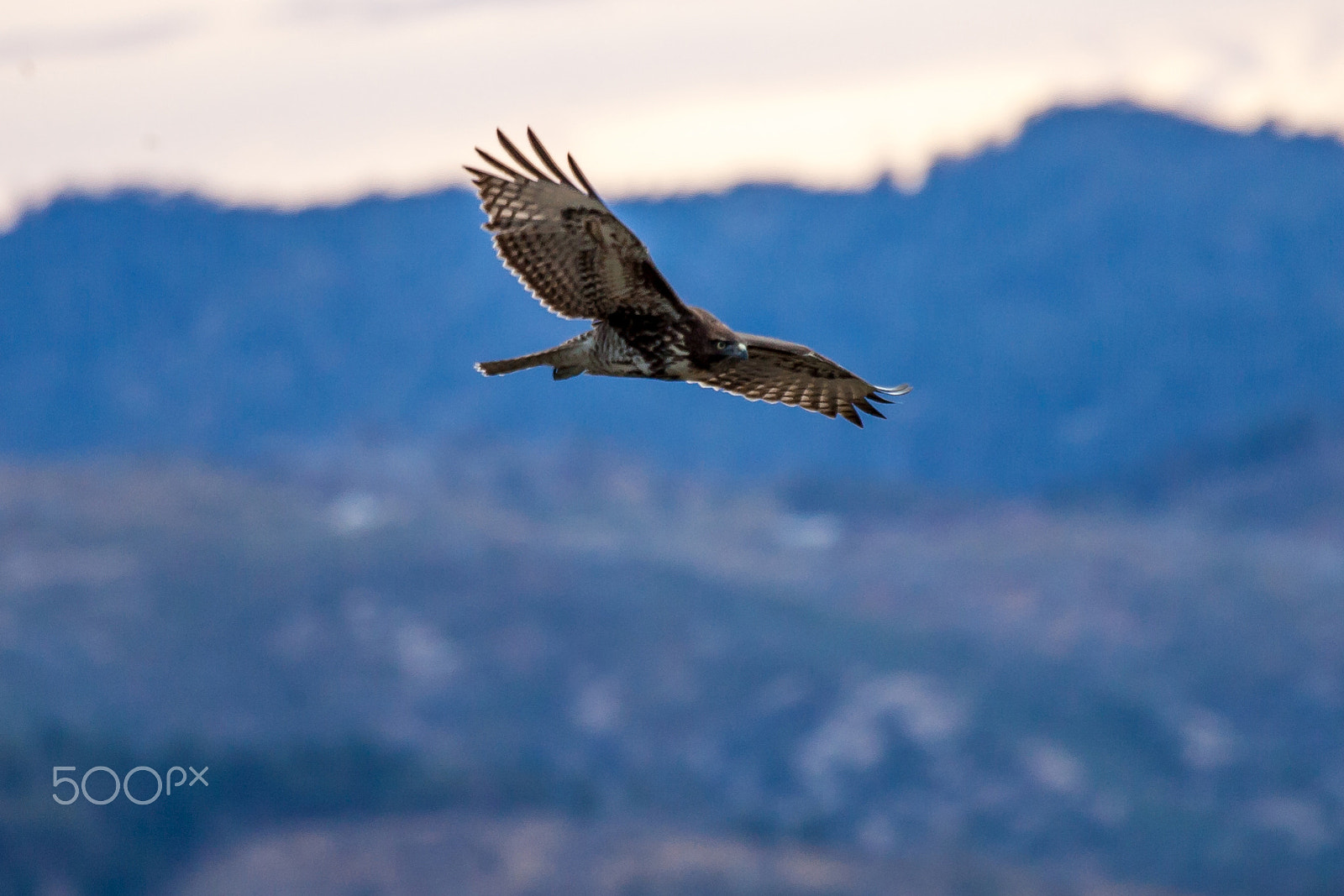 Canon EOS-1D Mark II sample photo. Red tail hawk 4671 photography