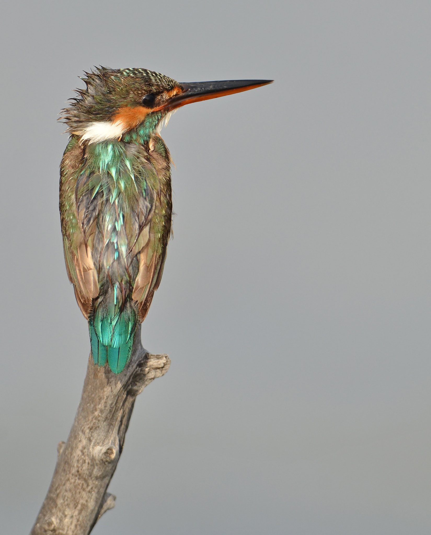 Nikon D7000 + Nikon AF-S Nikkor 600mm F4G ED VR sample photo