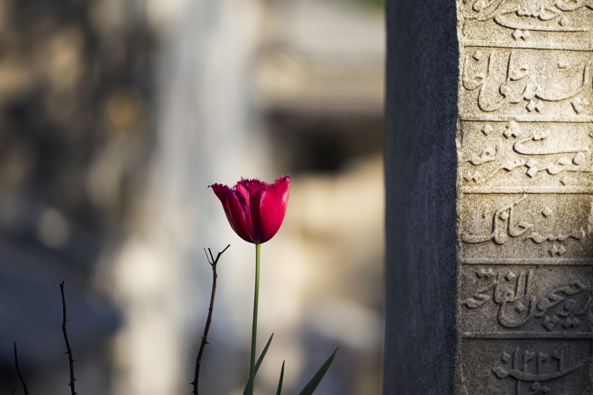 Sigma APO Macro 150mm f/2.8 EX DG HSM sample photo. So alone photography