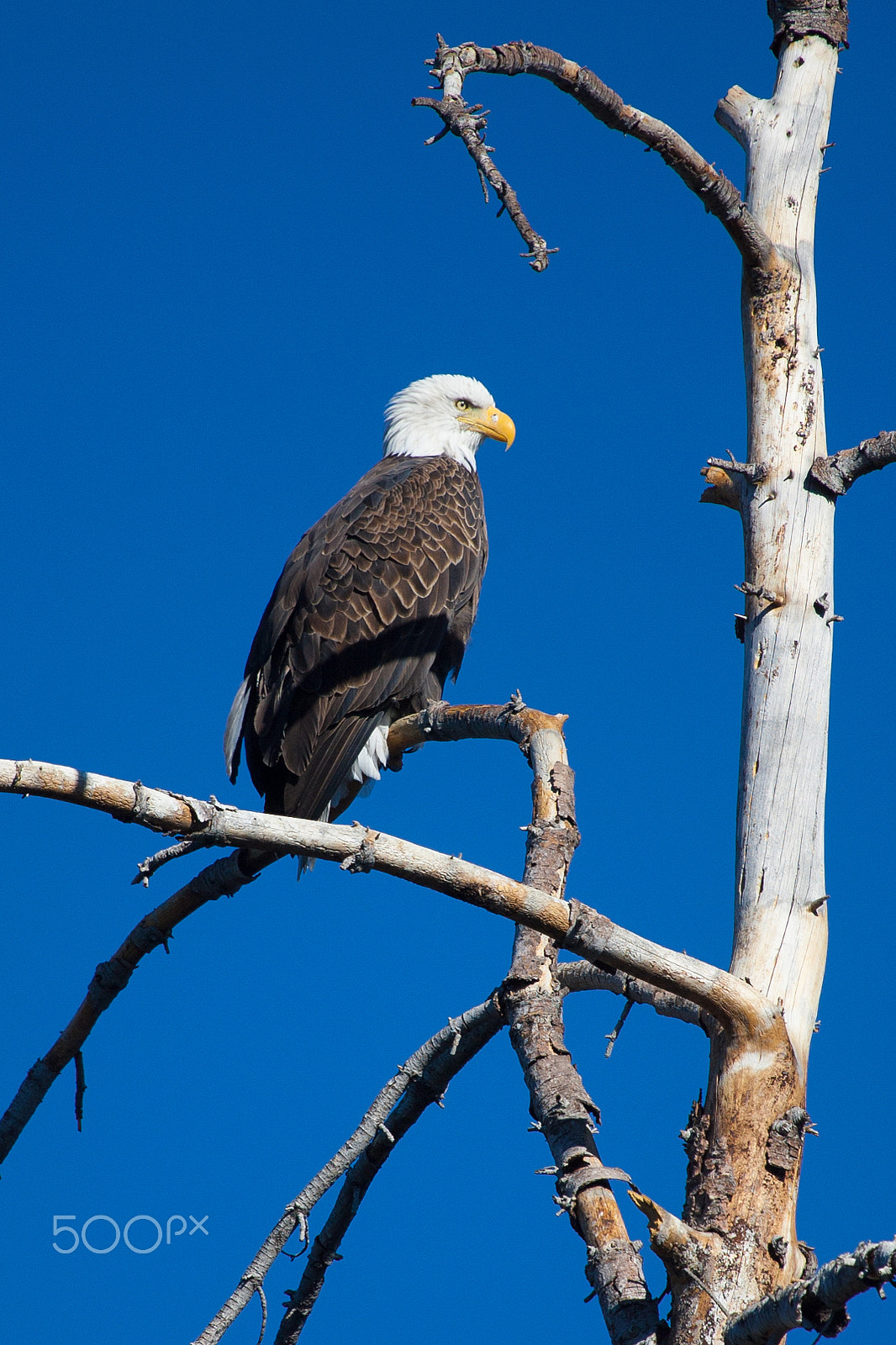 Canon EOS-1D Mark II sample photo. Bald eagle  lake arrowhead, california 5274 photography