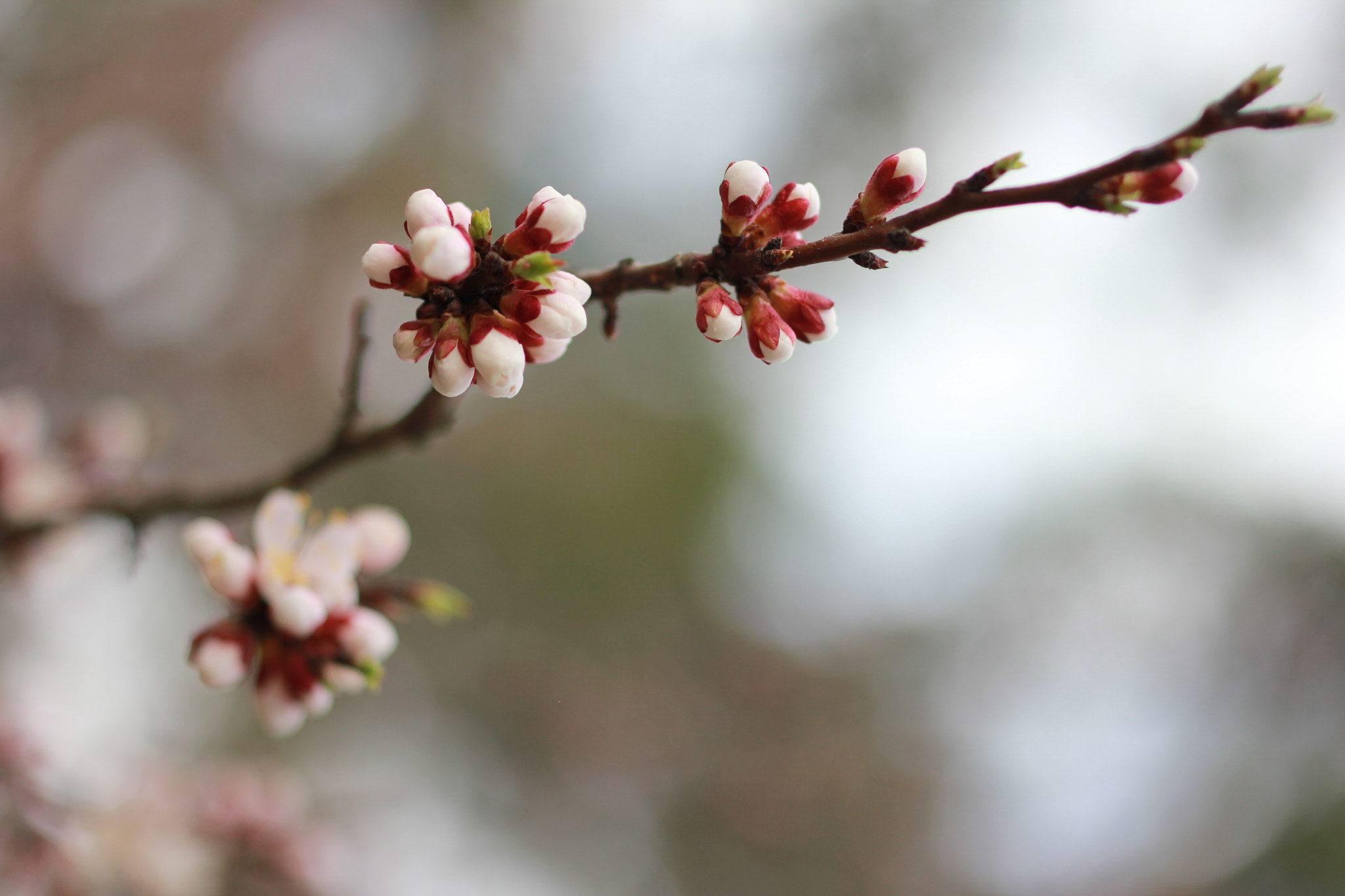 ZEISS Makro-Planar T* 50mm F2 sample photo