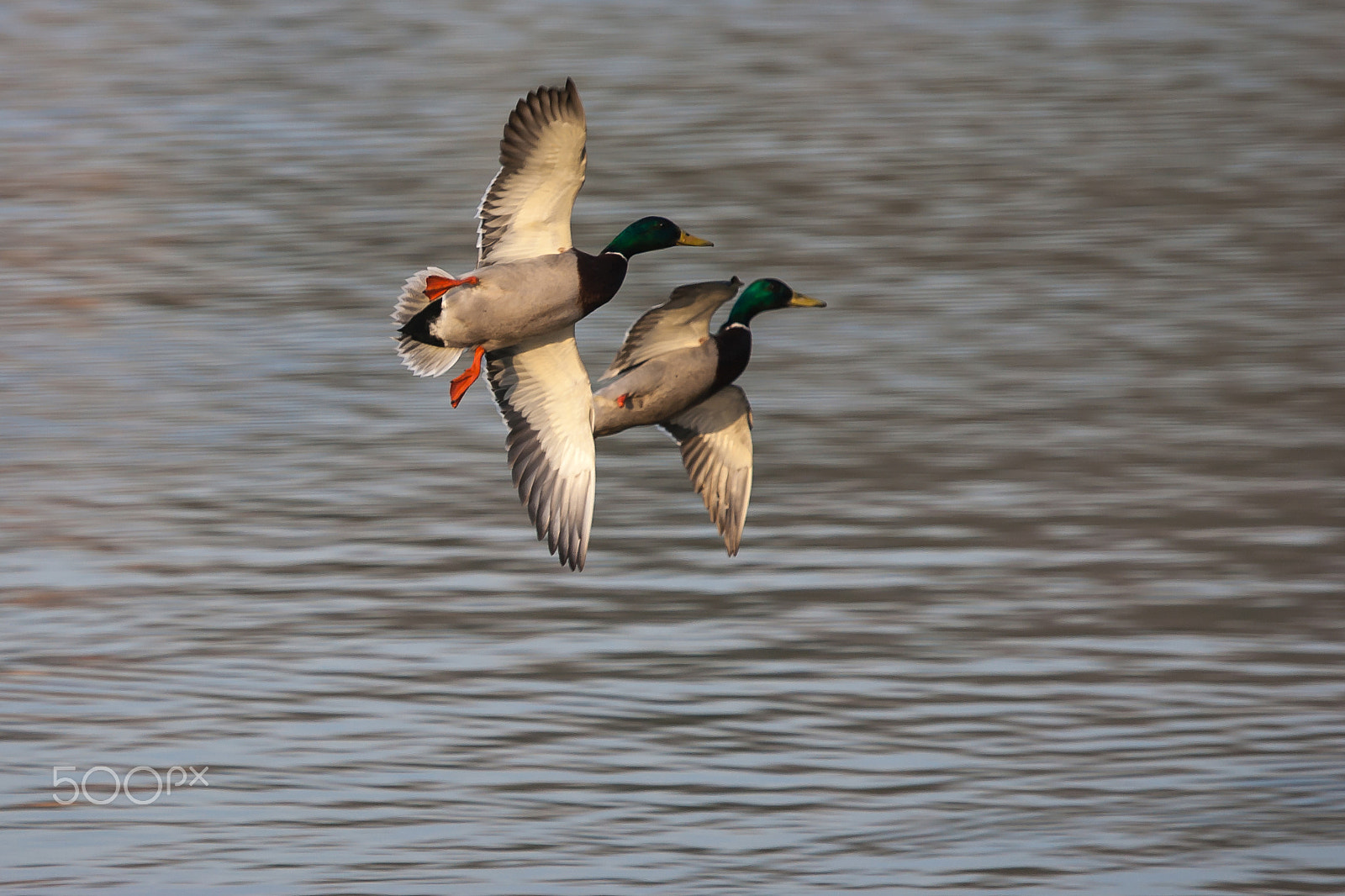 Canon EOS-1D Mark II sample photo. 5350.jpg photography