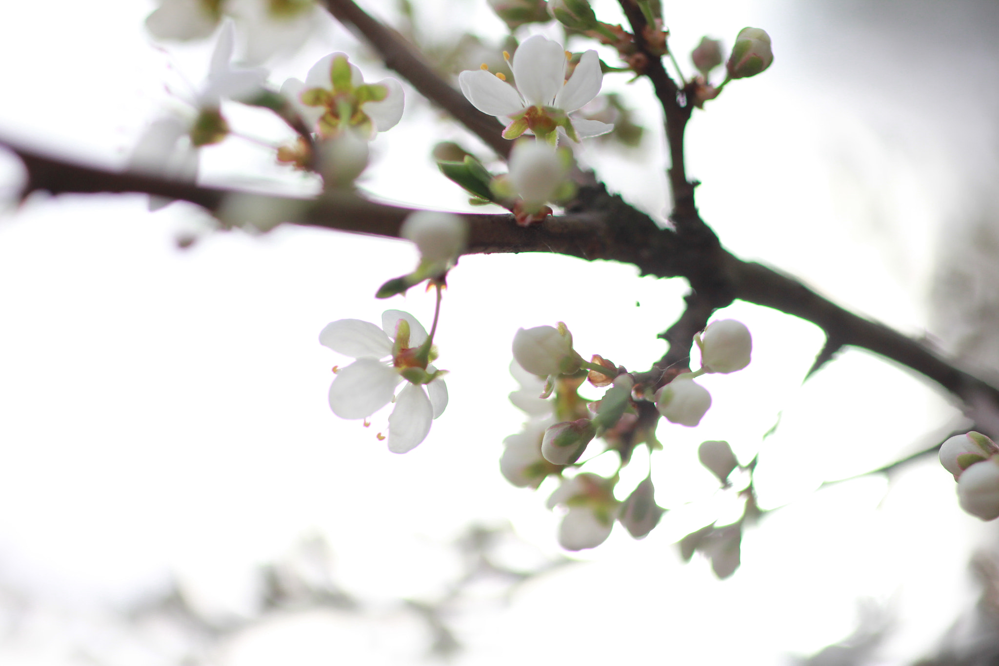 ZEISS Makro-Planar T* 50mm F2 sample photo