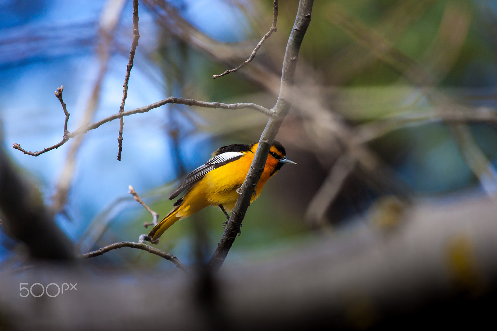 Canon EOS-1D Mark II sample photo. Birdwatching 8534 photography